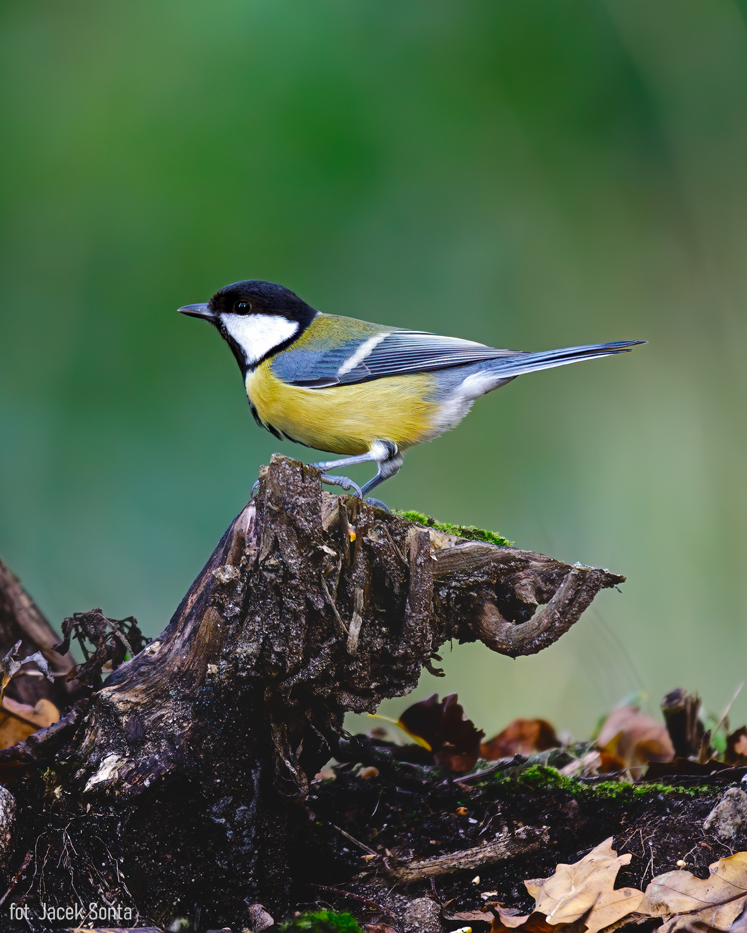 ID301023-Sikorka bogatka #2