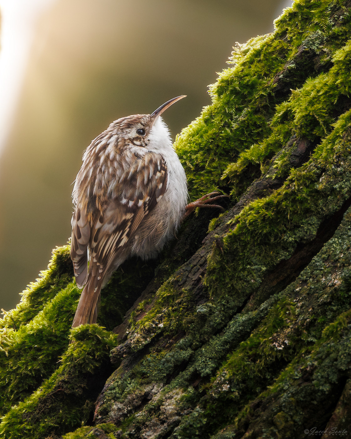 ID230226 - Pełazacz leśny - forest treecreeper
