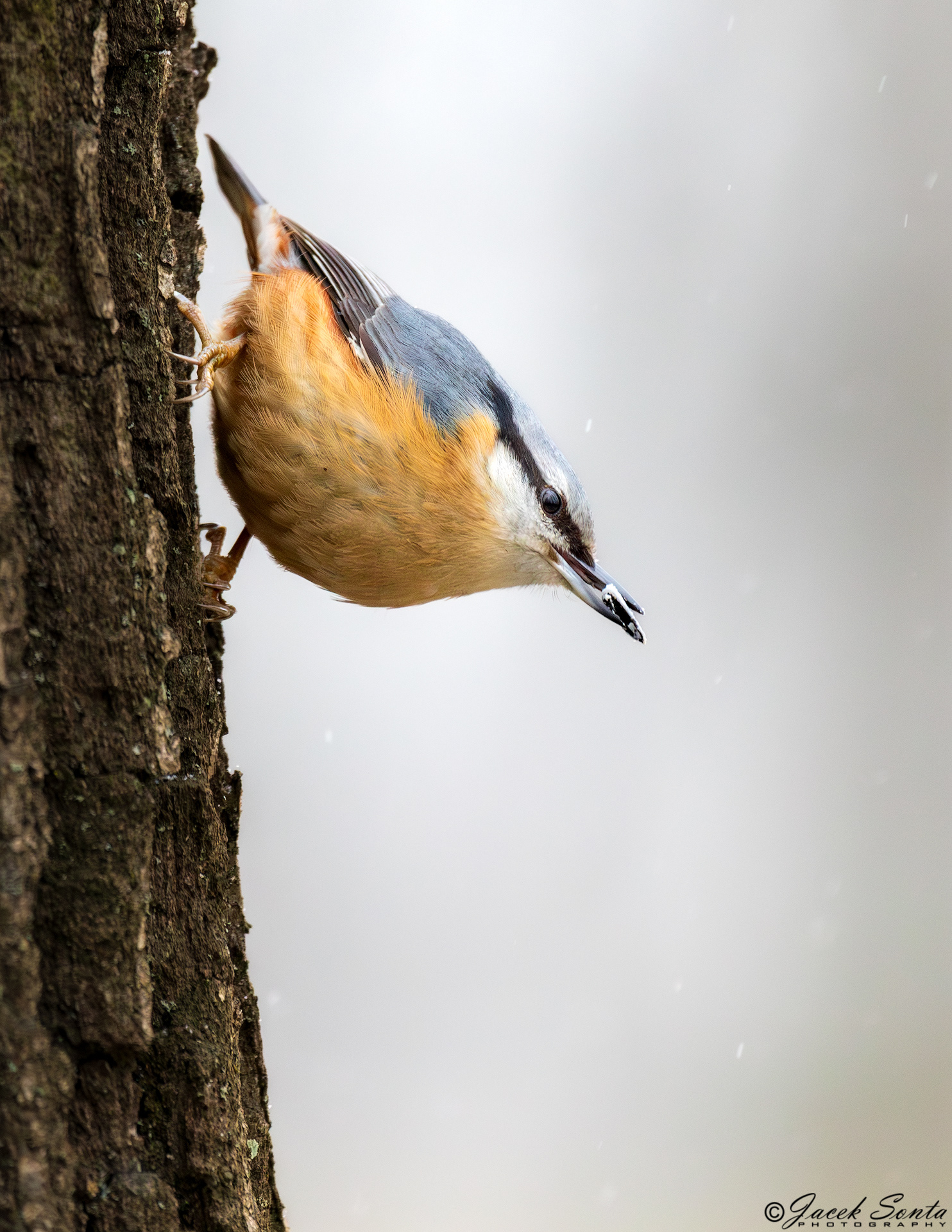 ID070124-Nuthatch - Kowalik #2