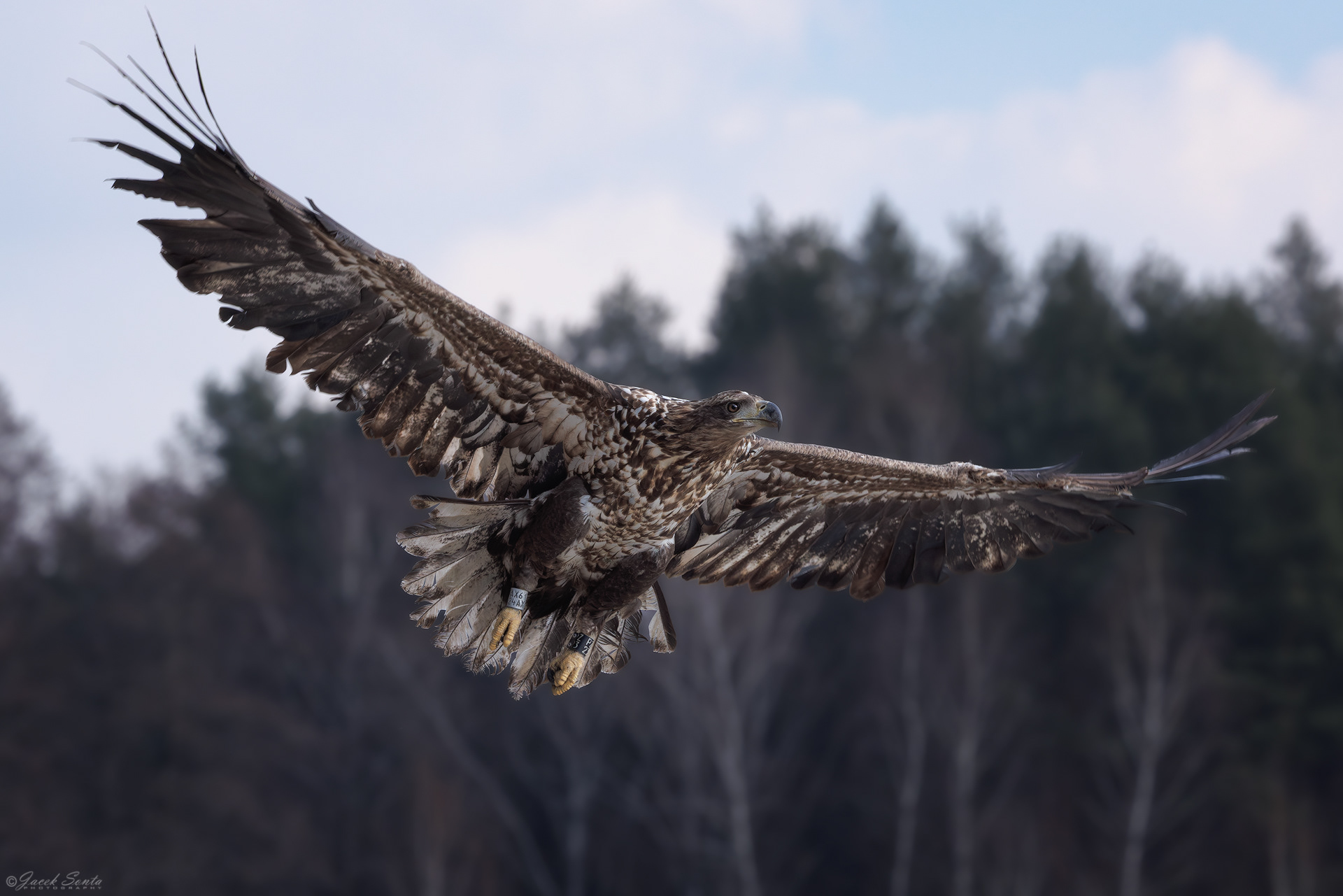 ID190326 - Bielik-Haliaeetus albicilla-White-tailed eagle #2
