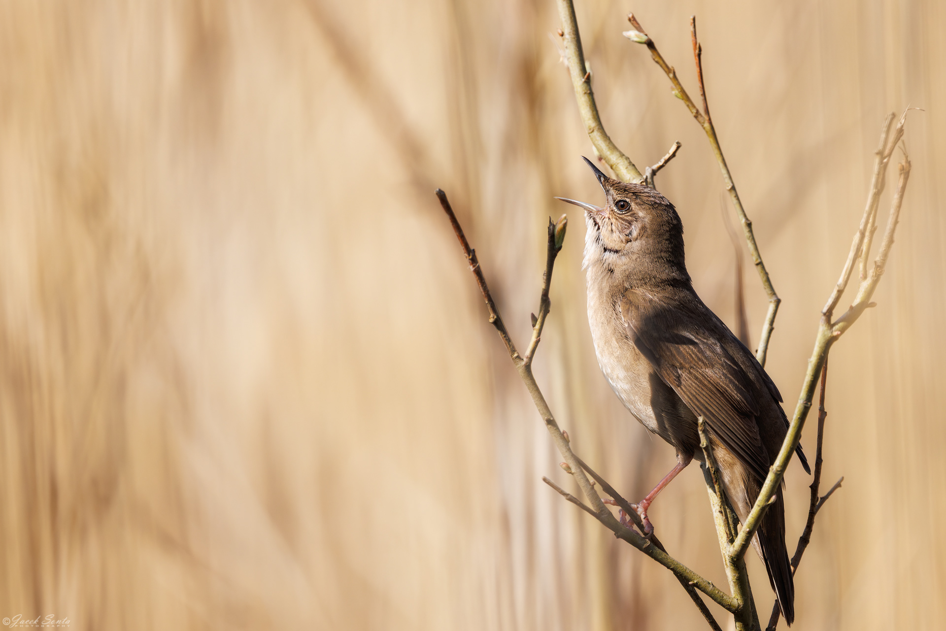 ID180426 - Brzęczka-Locustella luscinioides- Savi's warbler