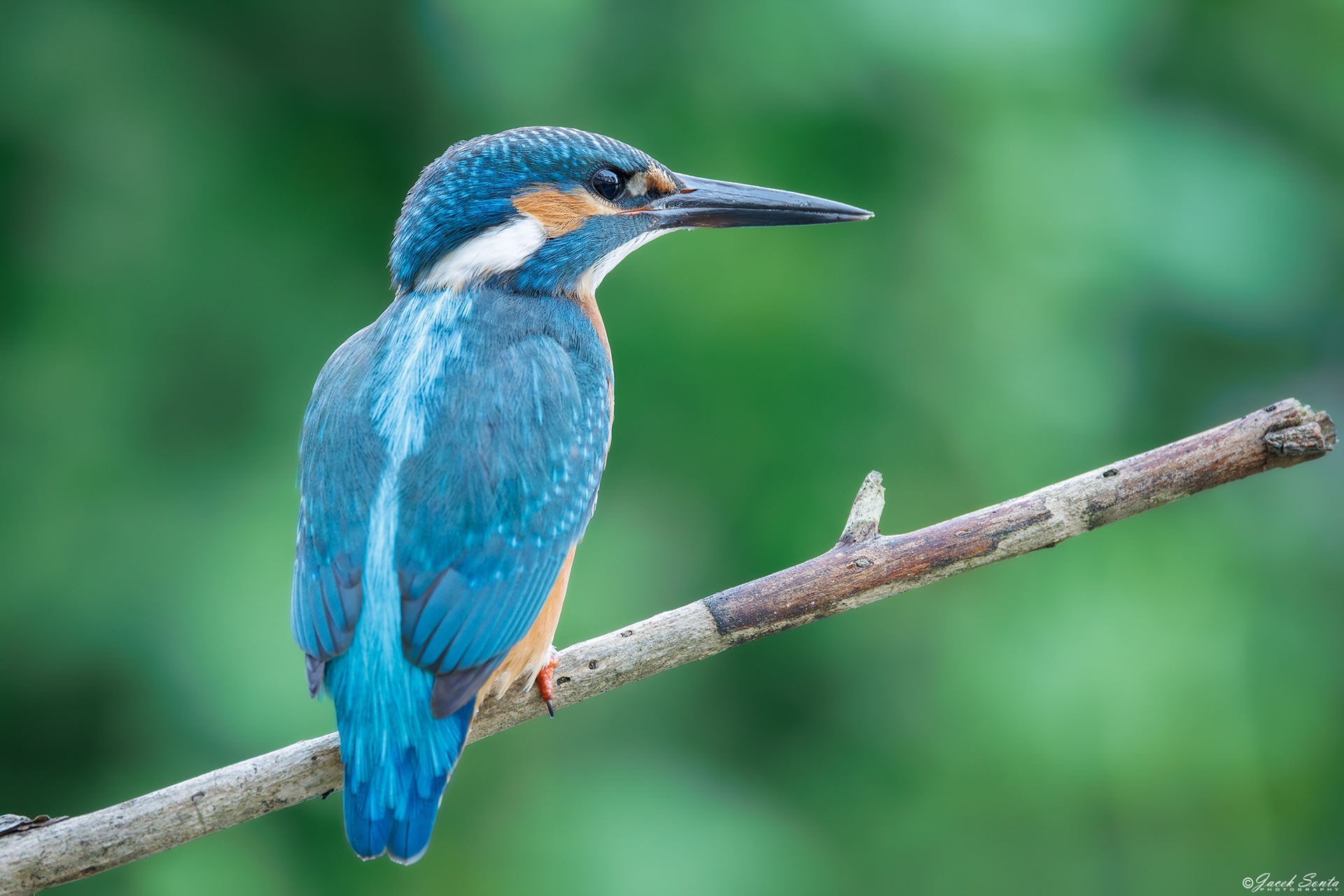 ID 170825 - Zimorodek - King fisher #2