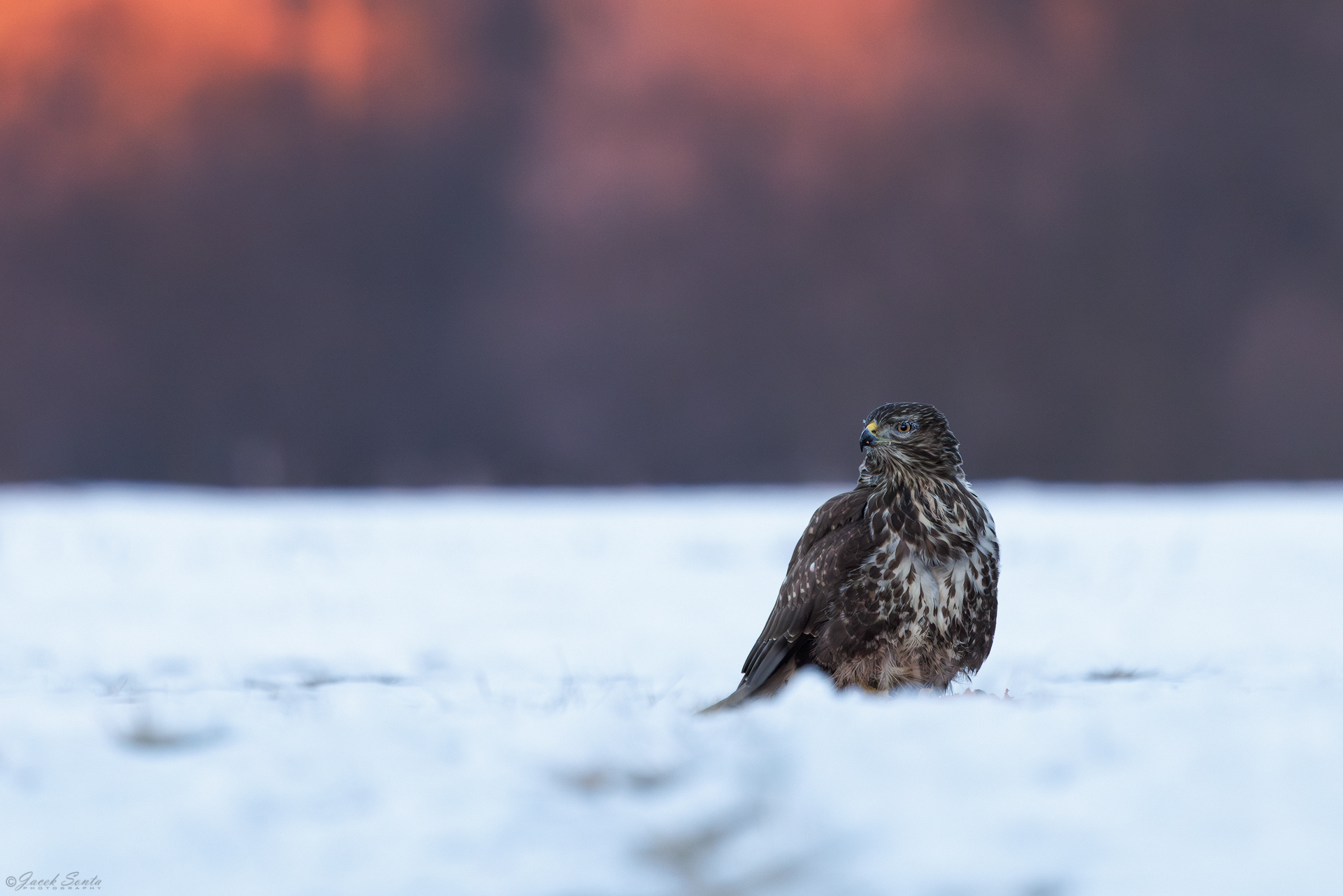 ID01022026 - Świt - Myszołów - Buzzard #5