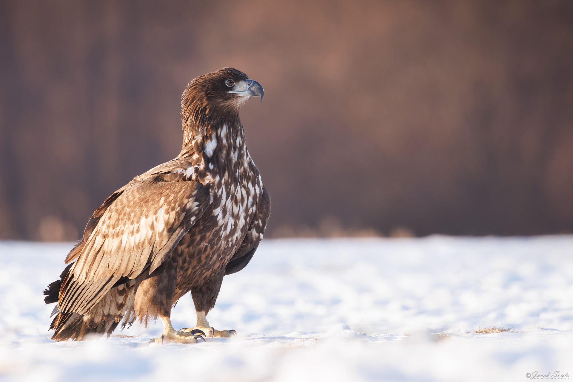 ID01022026 - Bielik - White-tailed eagle