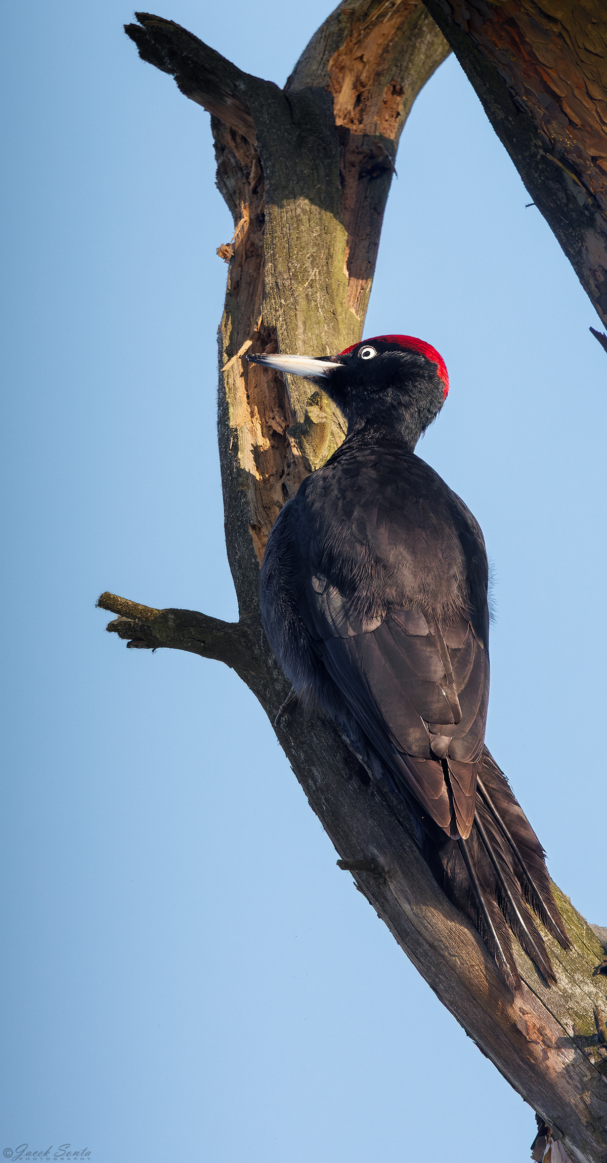 ID190226 - Dzięcioł czarny - Black woodpecker