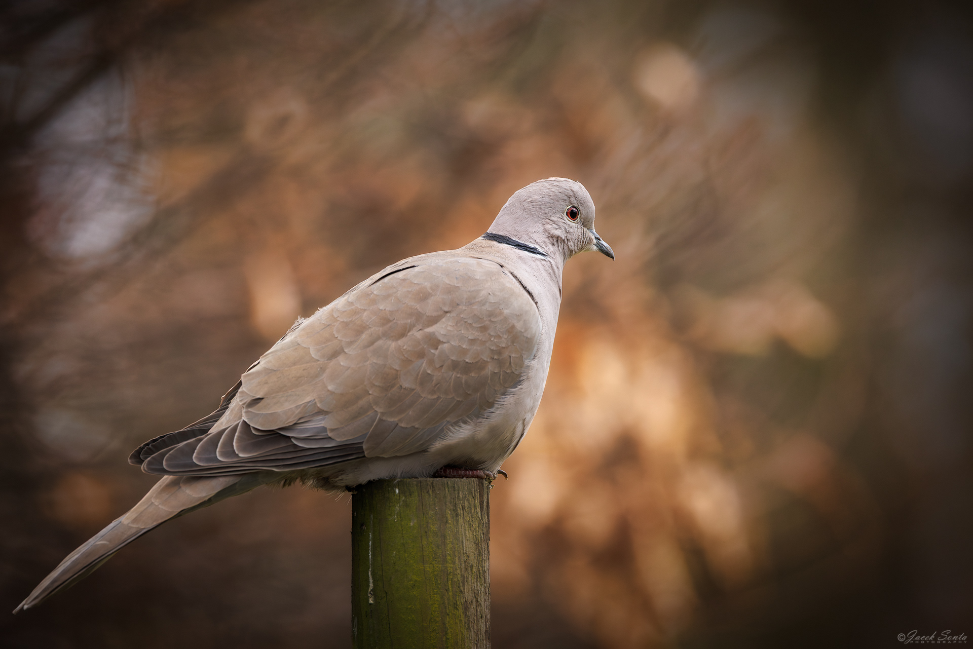 ID250226 - Sierpówka - Collared dove