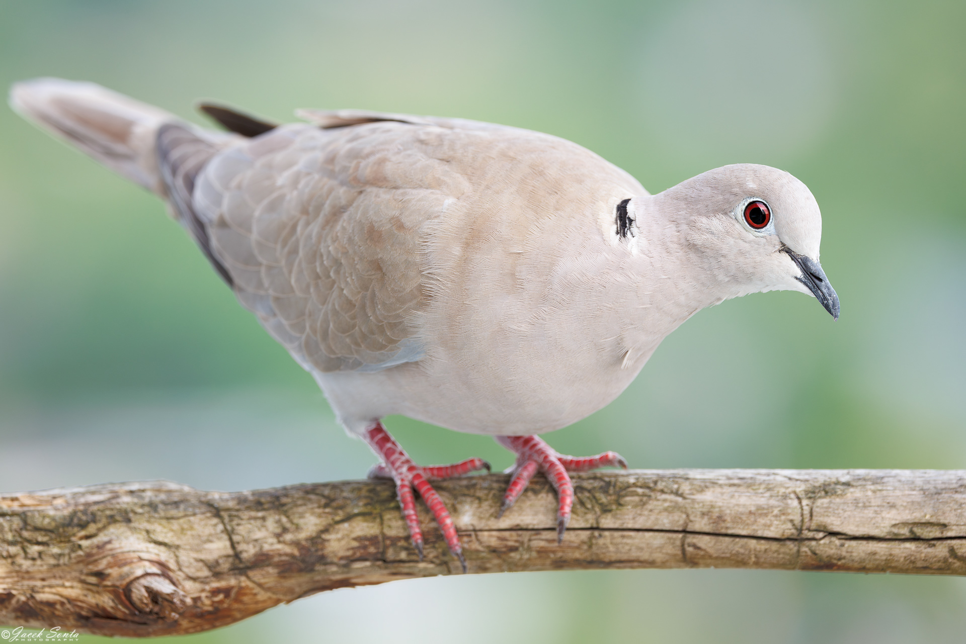 ID080625 - Sierpówka