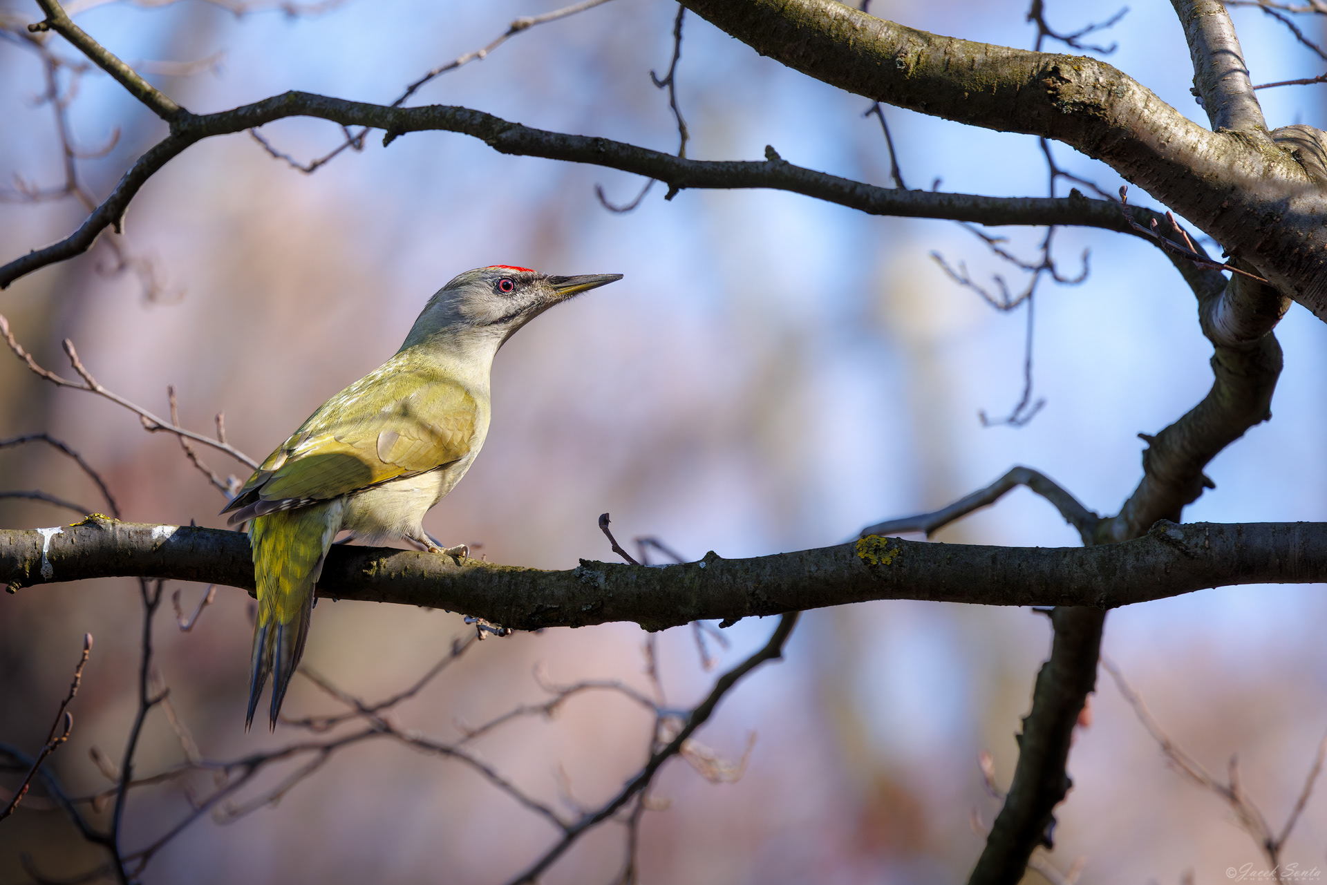 ID070326 - Dzięcioł zielonosiwy - Grey-headed woodpecker #2