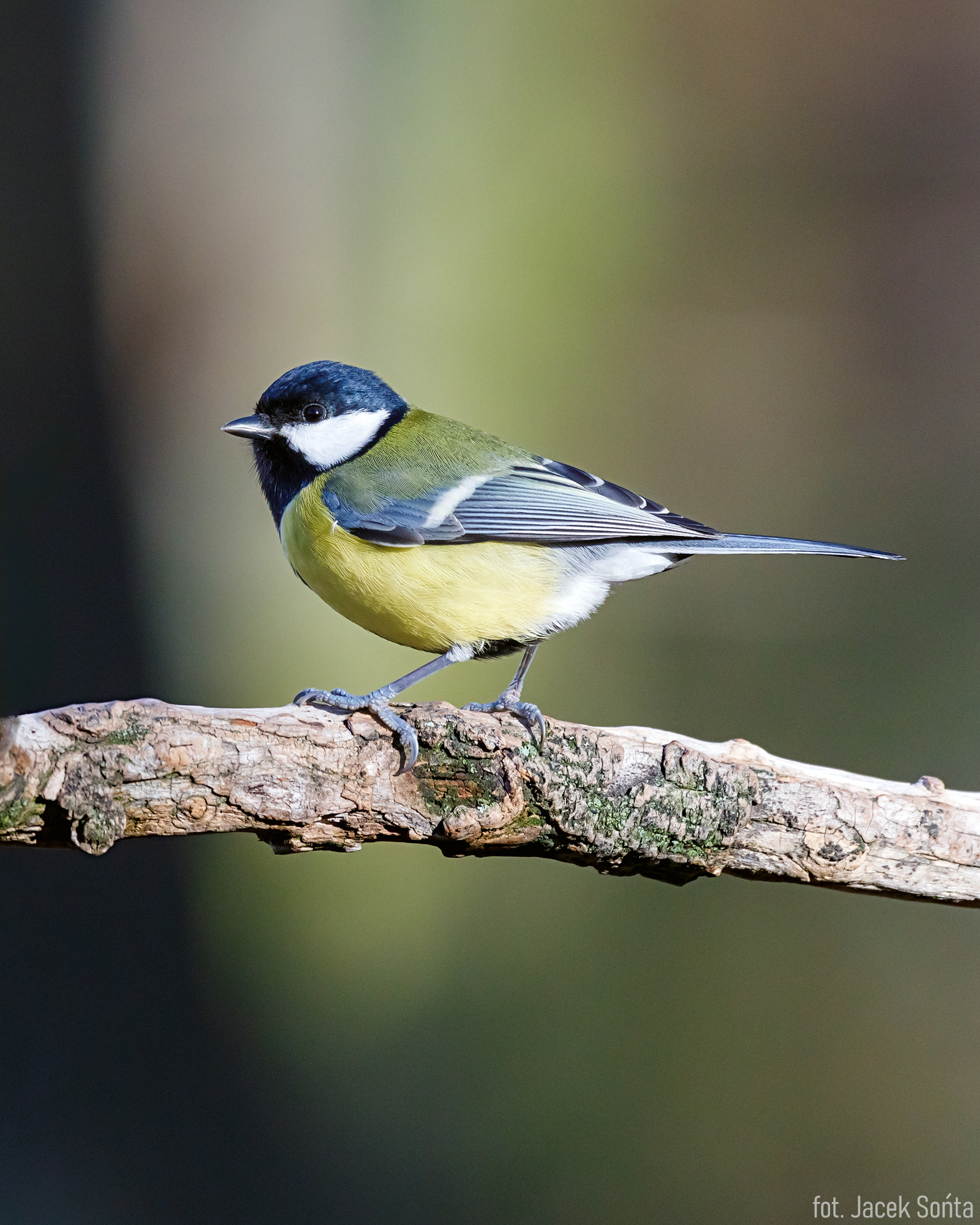 ID041123-Great tit - Bogatka