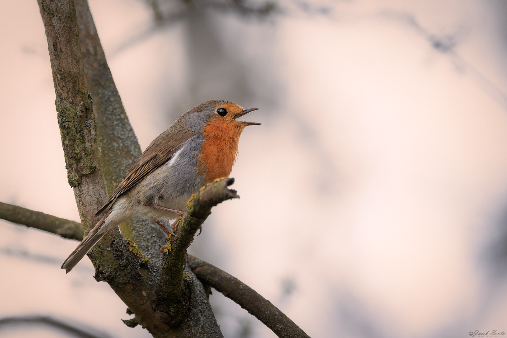 ID040426 - Rudzik-Erithacus rubecula-Robin
