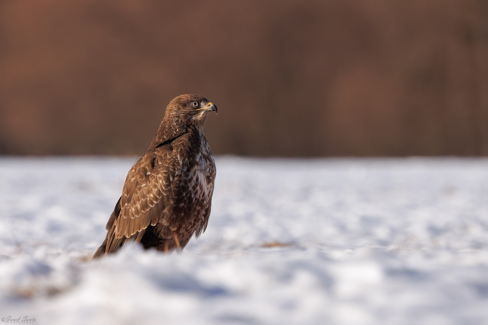 ID01022026 - Myszołów - Buzzard #8
