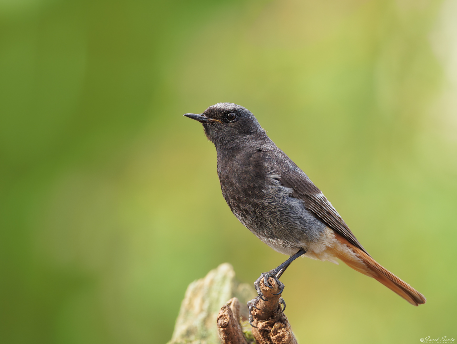 ID030725 - Kopciuszek