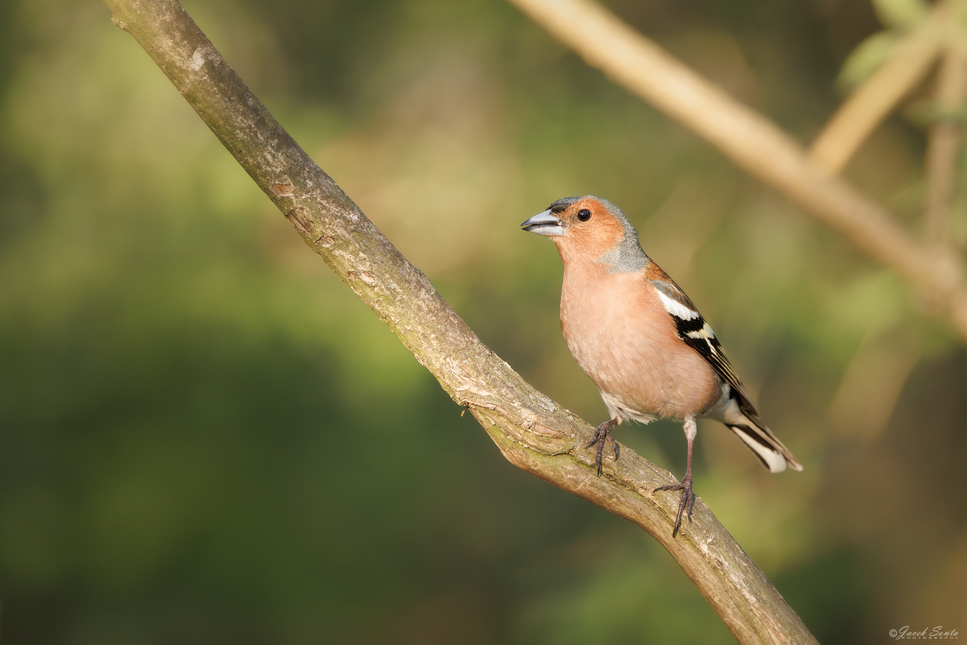 ID020526 - Zięba-Fringilla coelebs-Finch