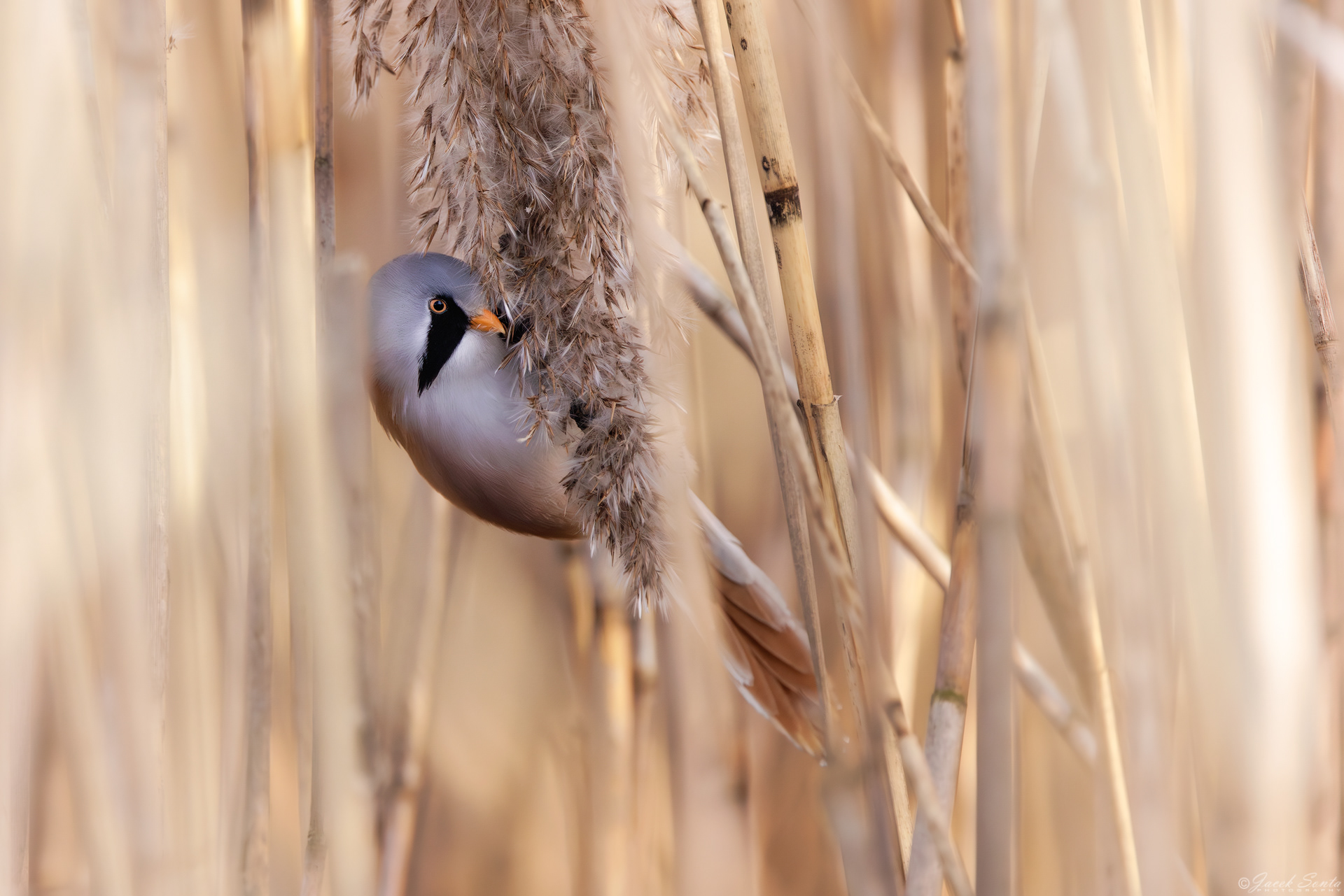 ID030126 - Wąsatka #2- Bearded bird male