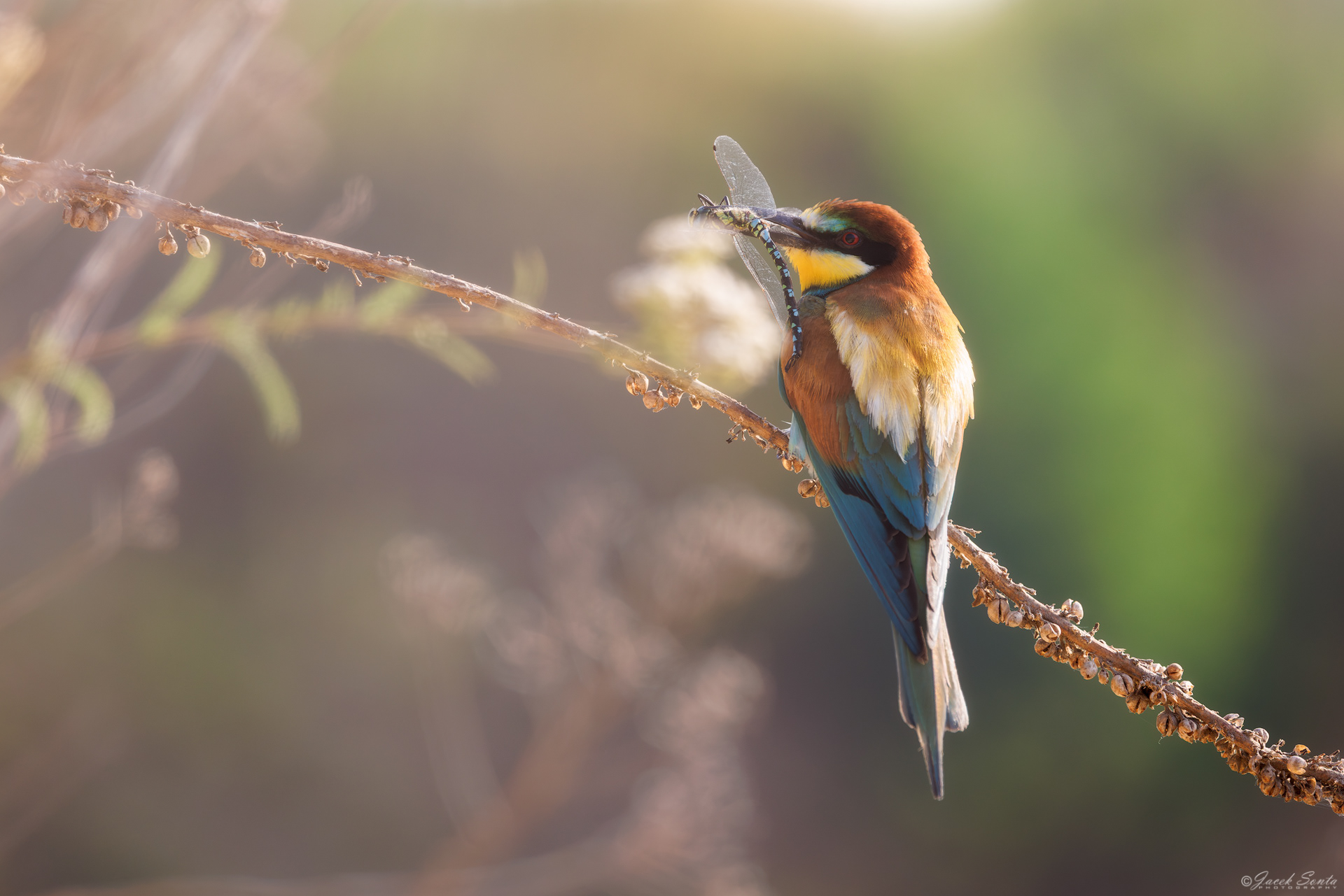 ID190726 - Żołna-Merops apiaster-Bee-eater #4