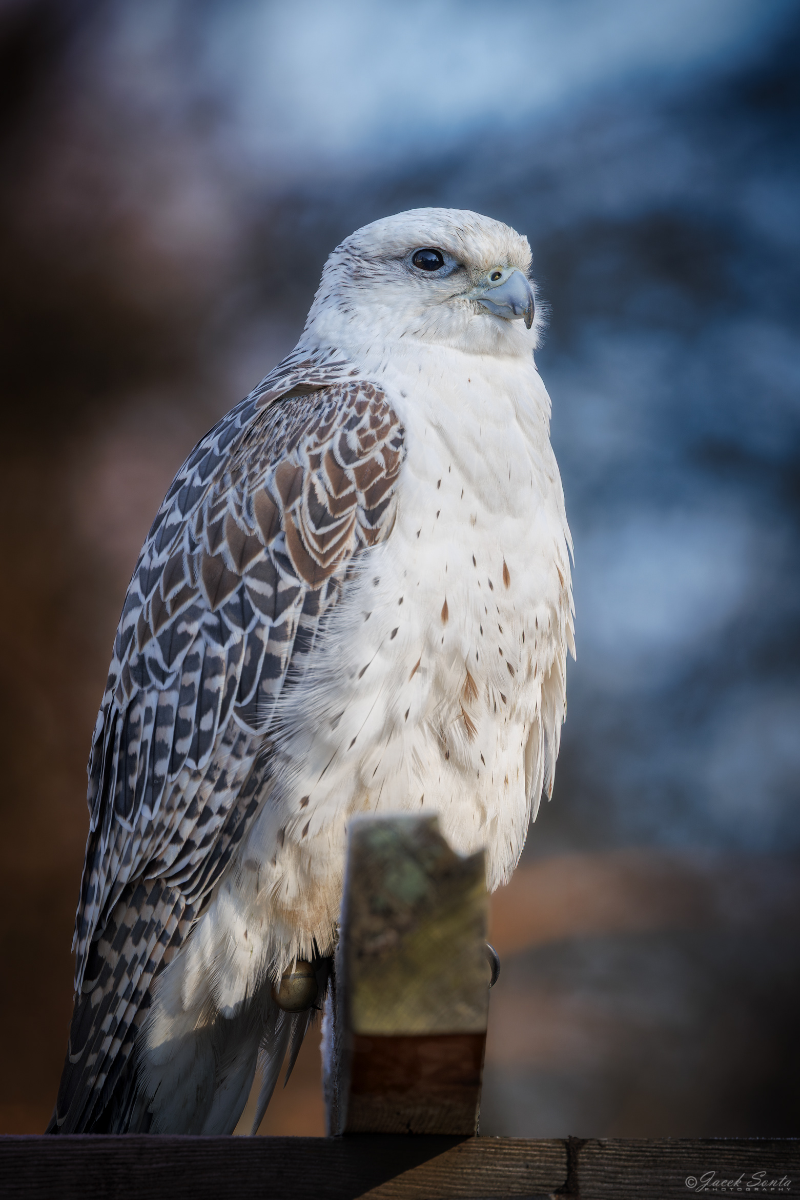 ID26022026 - Białozór - Gerfalcon #2