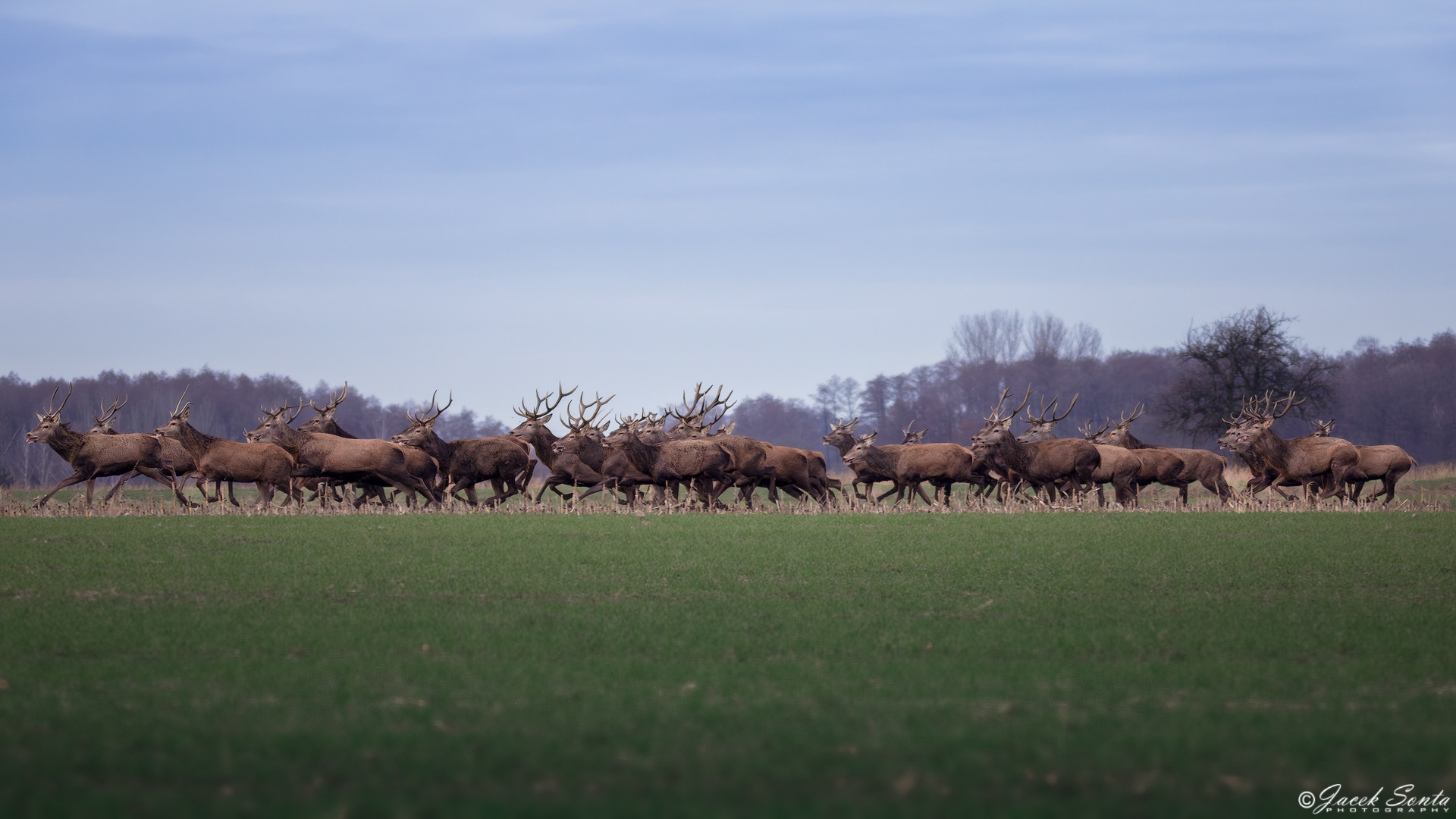 ID160224-Chmara jeleni #technicolor