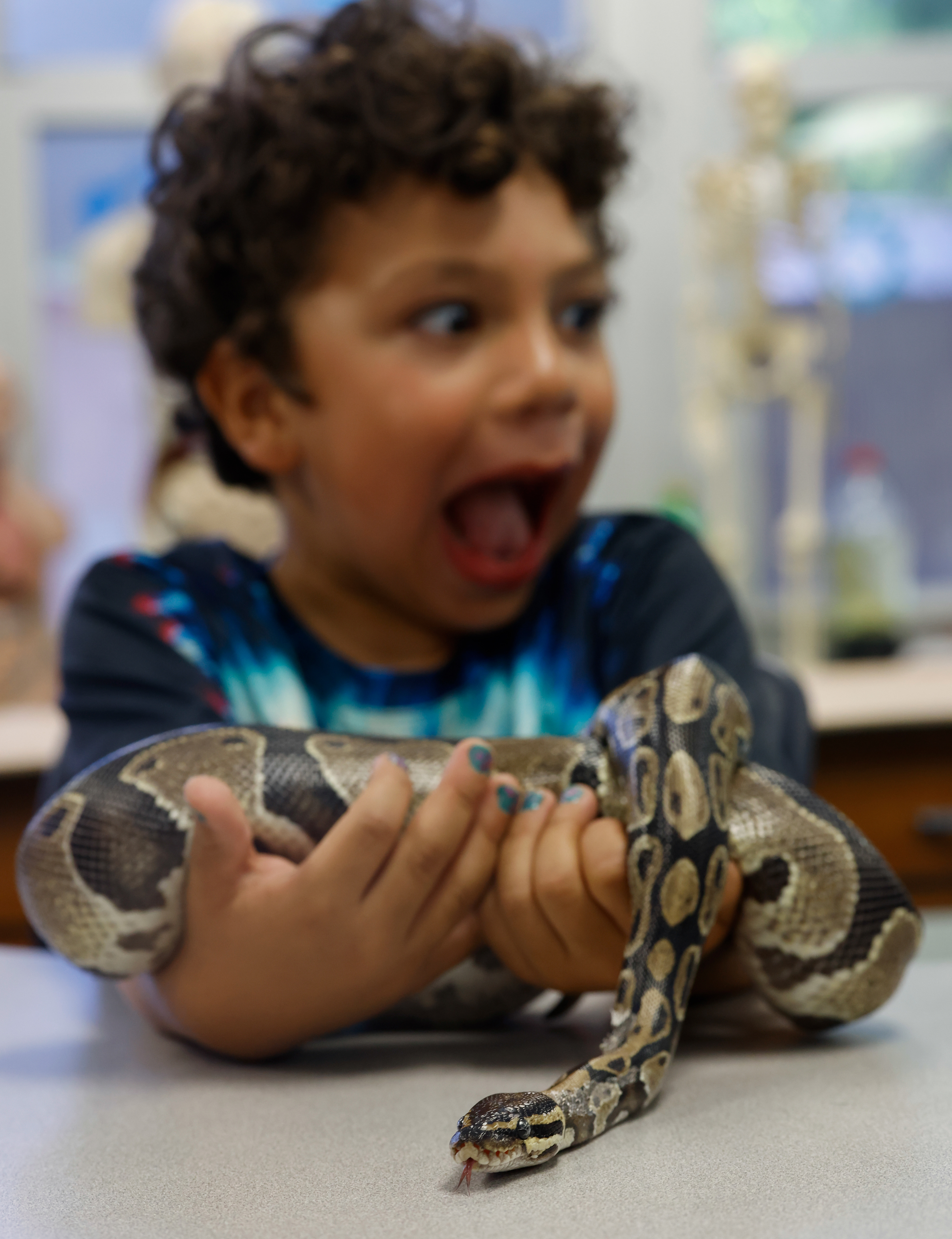 Asher Allmon, 4, reacts while holding Pluto, a ball python that belongs to the Jefferson Middle School Zoo, on May 7 at Benton STEM Elementary School in Columbia. Asher’s mother, Kelci Allmon, a fourth grade teacher at Benton, said they have a leopard gecko at home and now also want a snake.