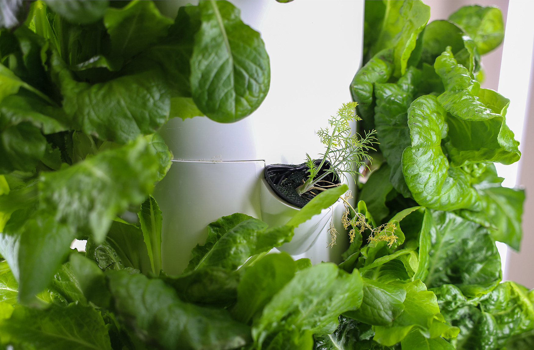 Two Mile Prairie Elementary School grows its own lettuce in a tower garden. The school was recently designated as a “lottery status school,” allowing a limited number of students across Columbia Public Schools to enroll in the school’s agriculture program.