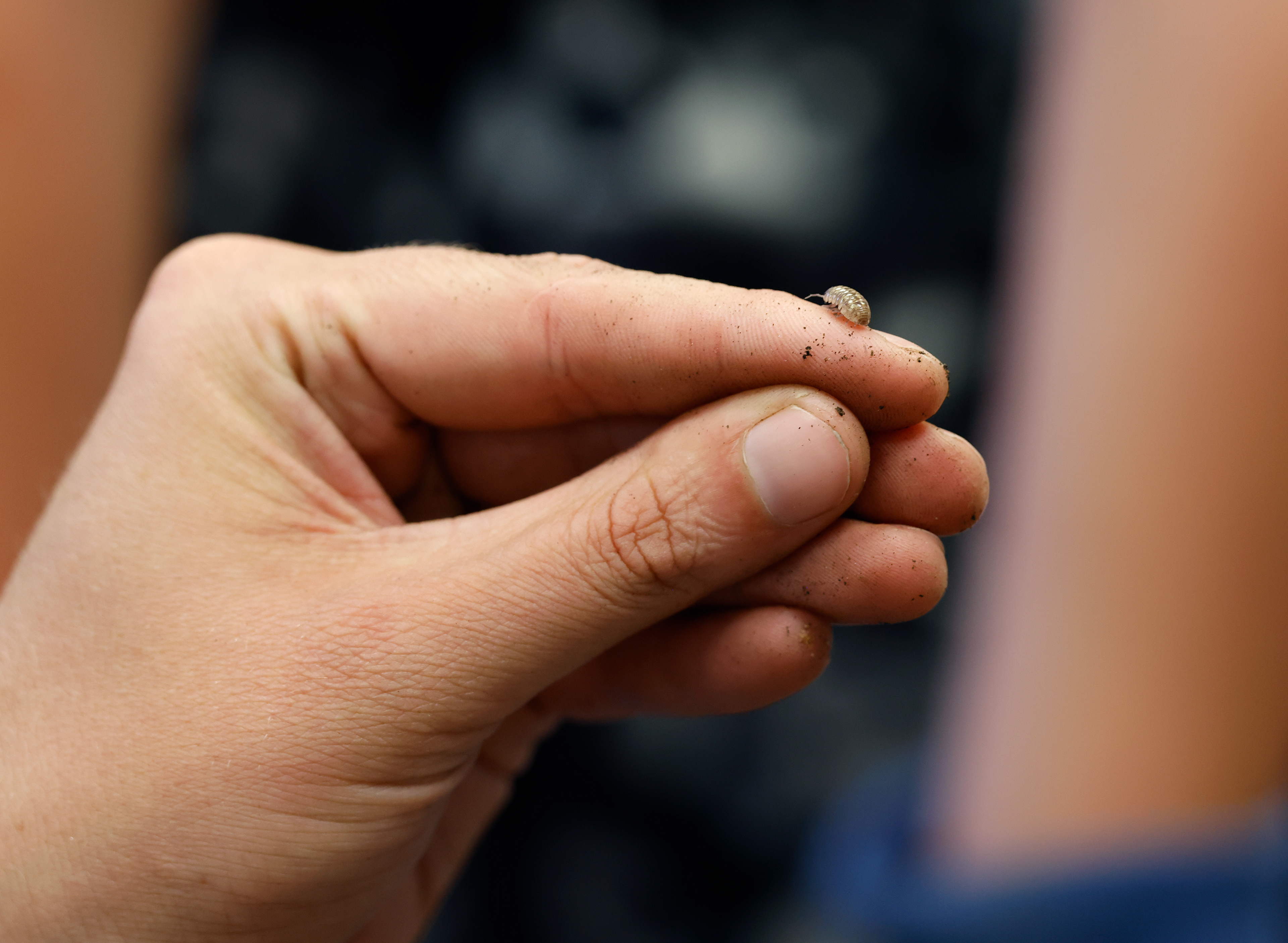 Amity Freiman, a farm to school educator with Columbia Center for Urban Agriculture shows off a roly-poly at a STEAM night event on May 7 at Benton STEM Elementary School in Columbia. Freiman explained that roly-polies are not insects, and are actually crustaceans.