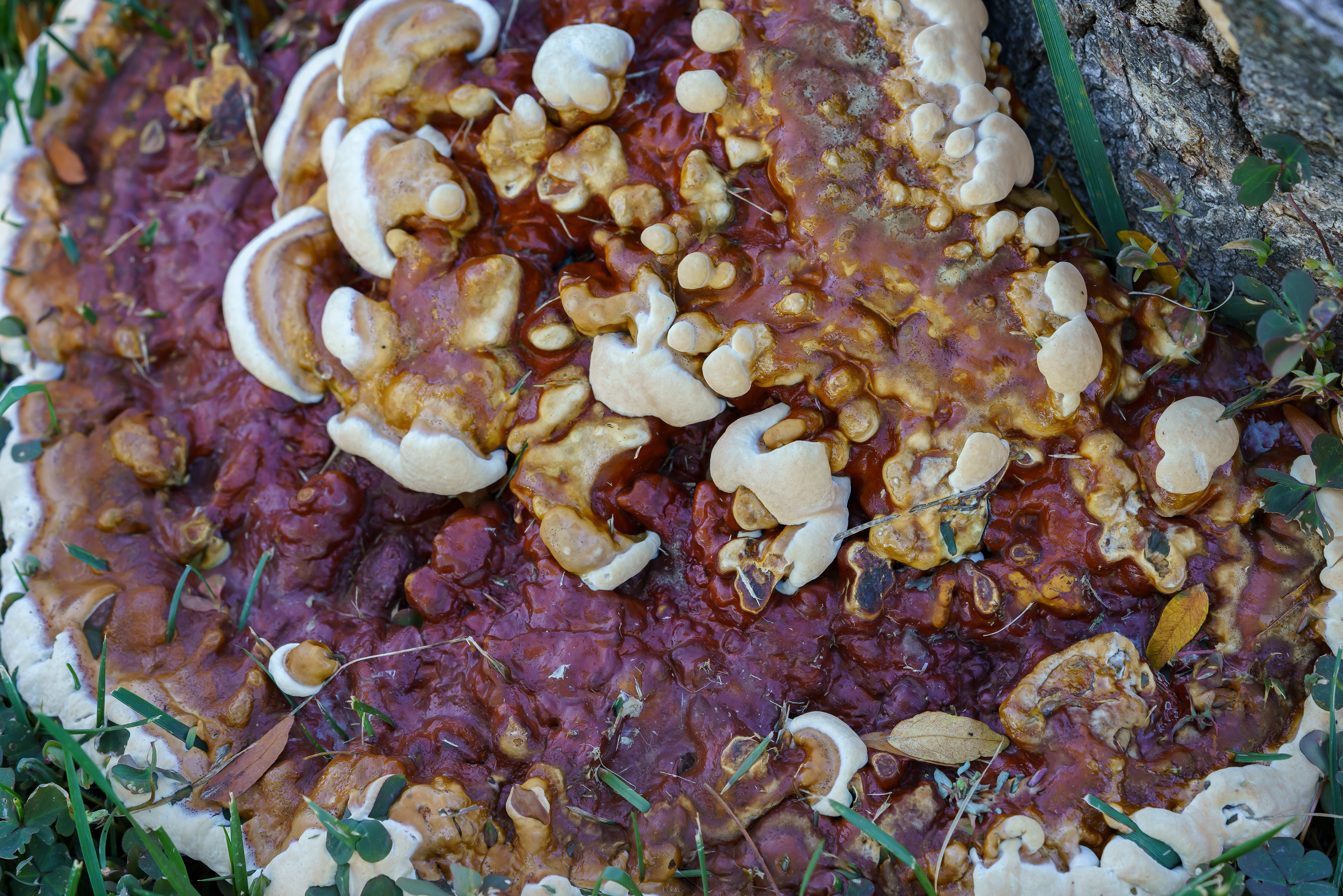 Research Grade Photo: Ganoderma Sessile - A Species of Polypore Fungus - Found in East Philadelphia, Pennsylvania