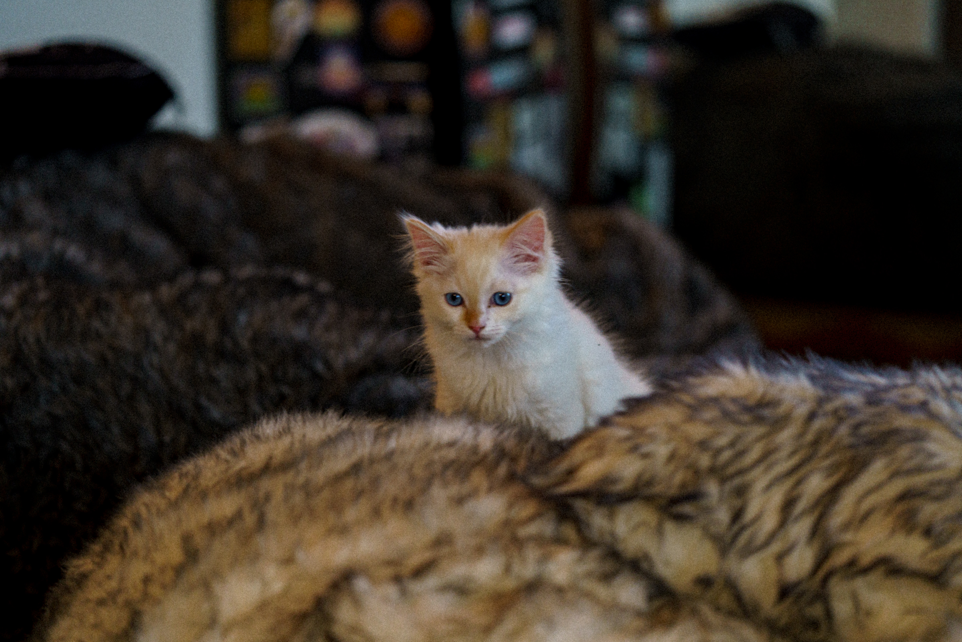 Eli Kitten