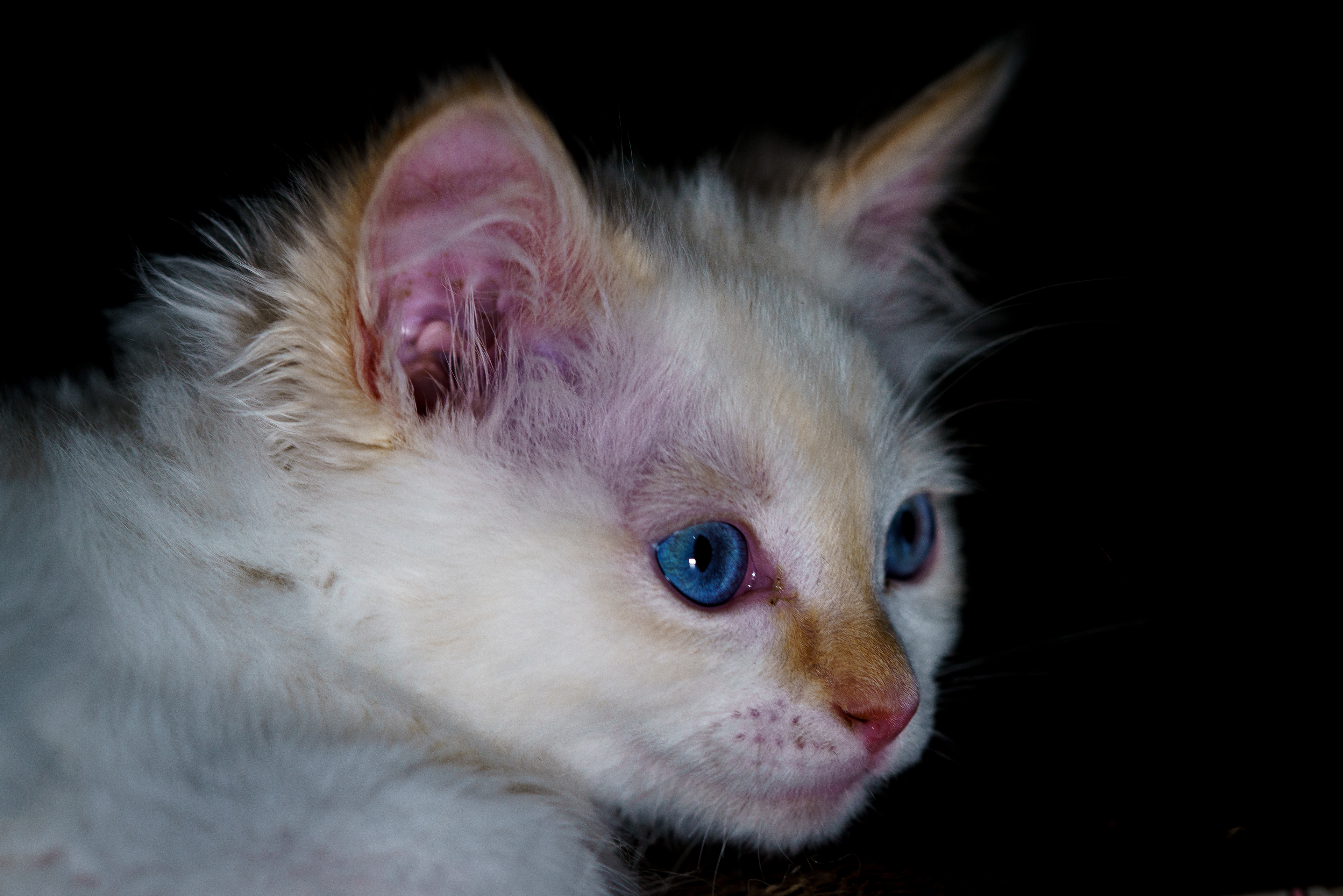 Eli Kitten
