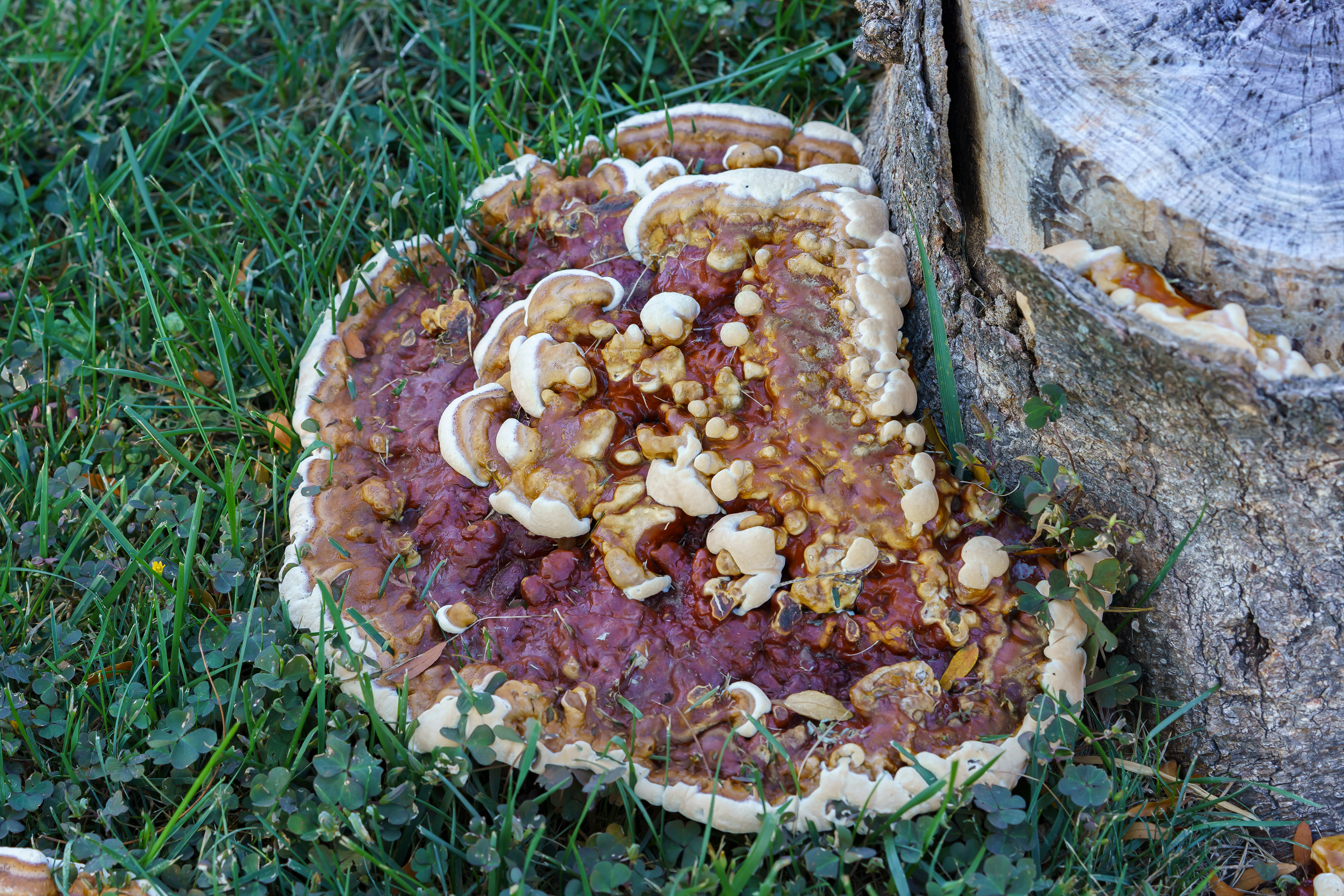 Research Grade Photo: Ganoderma Sessile - A Species of Polypore Fungus - Found in East Philadelphia, Pennsylvania