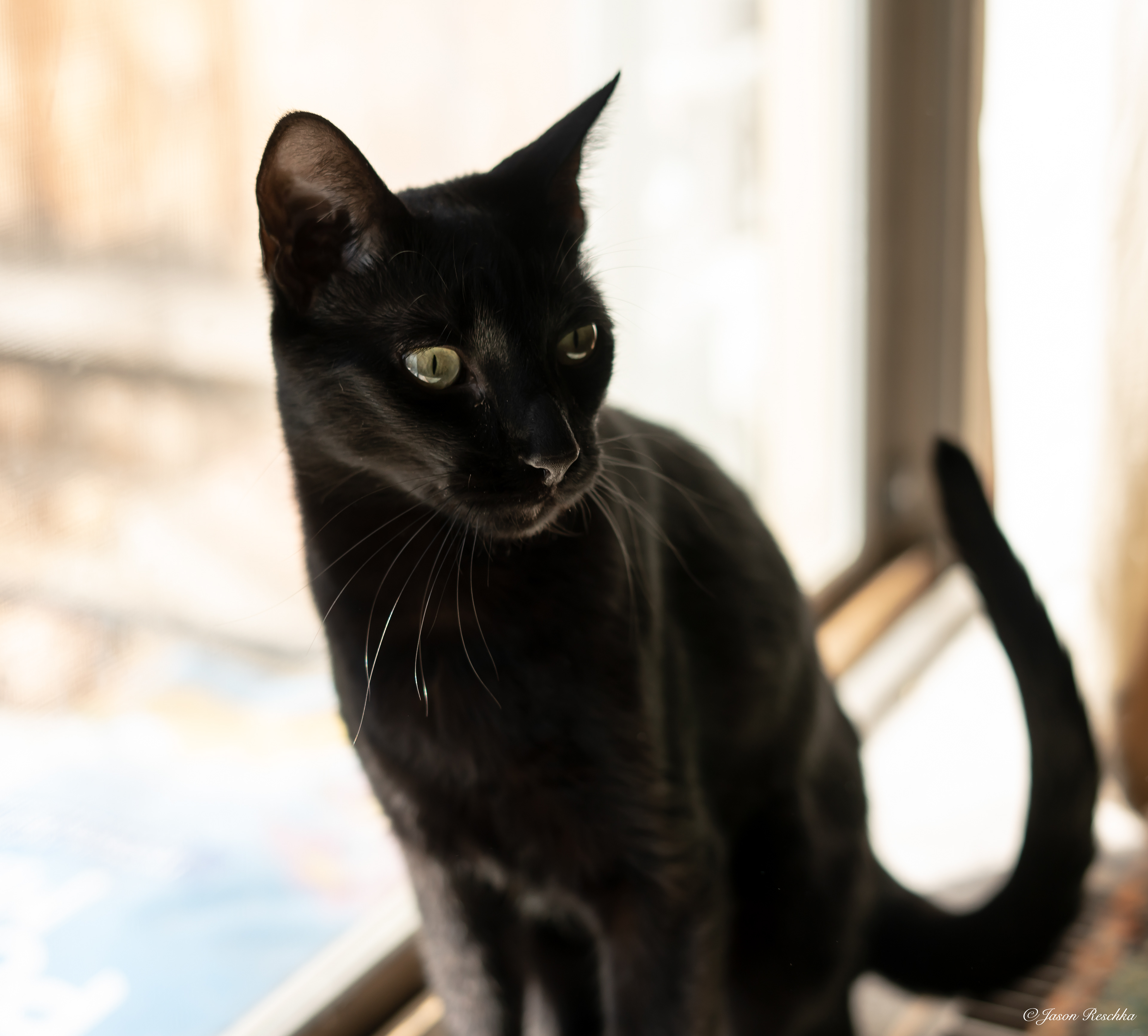 Cosmo