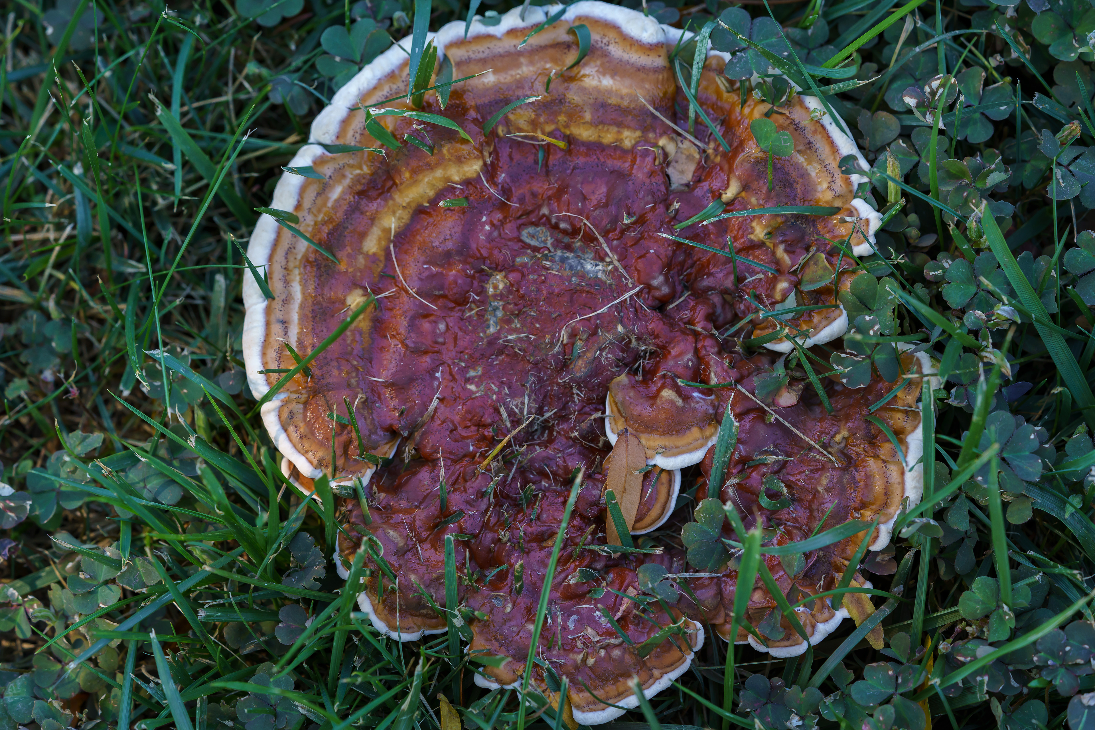 Research Grade Photo: Ganoderma Sessile - A Species of Polypore Fungus - Found in East Philadelphia, Pennsylvania