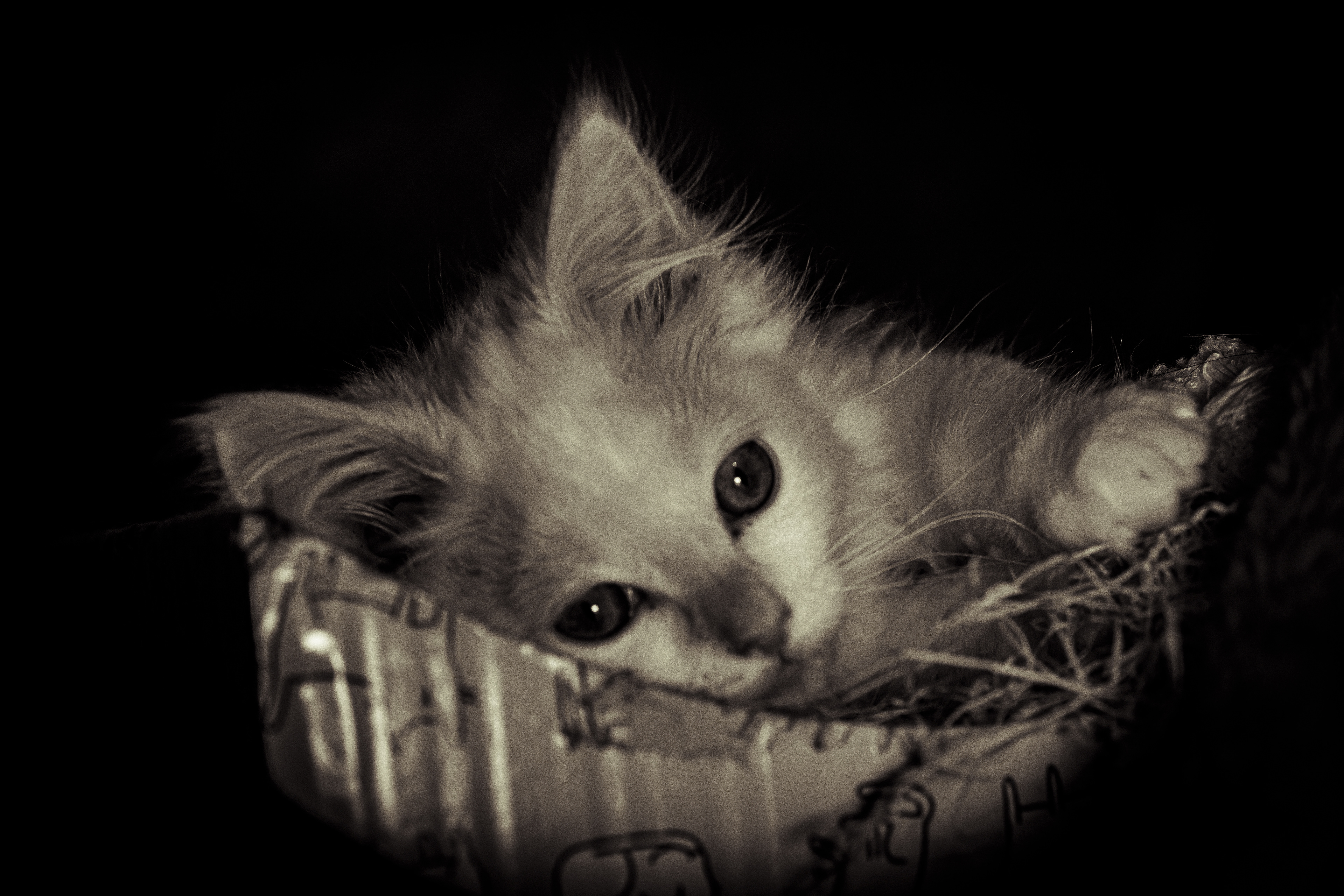Eli Kitten