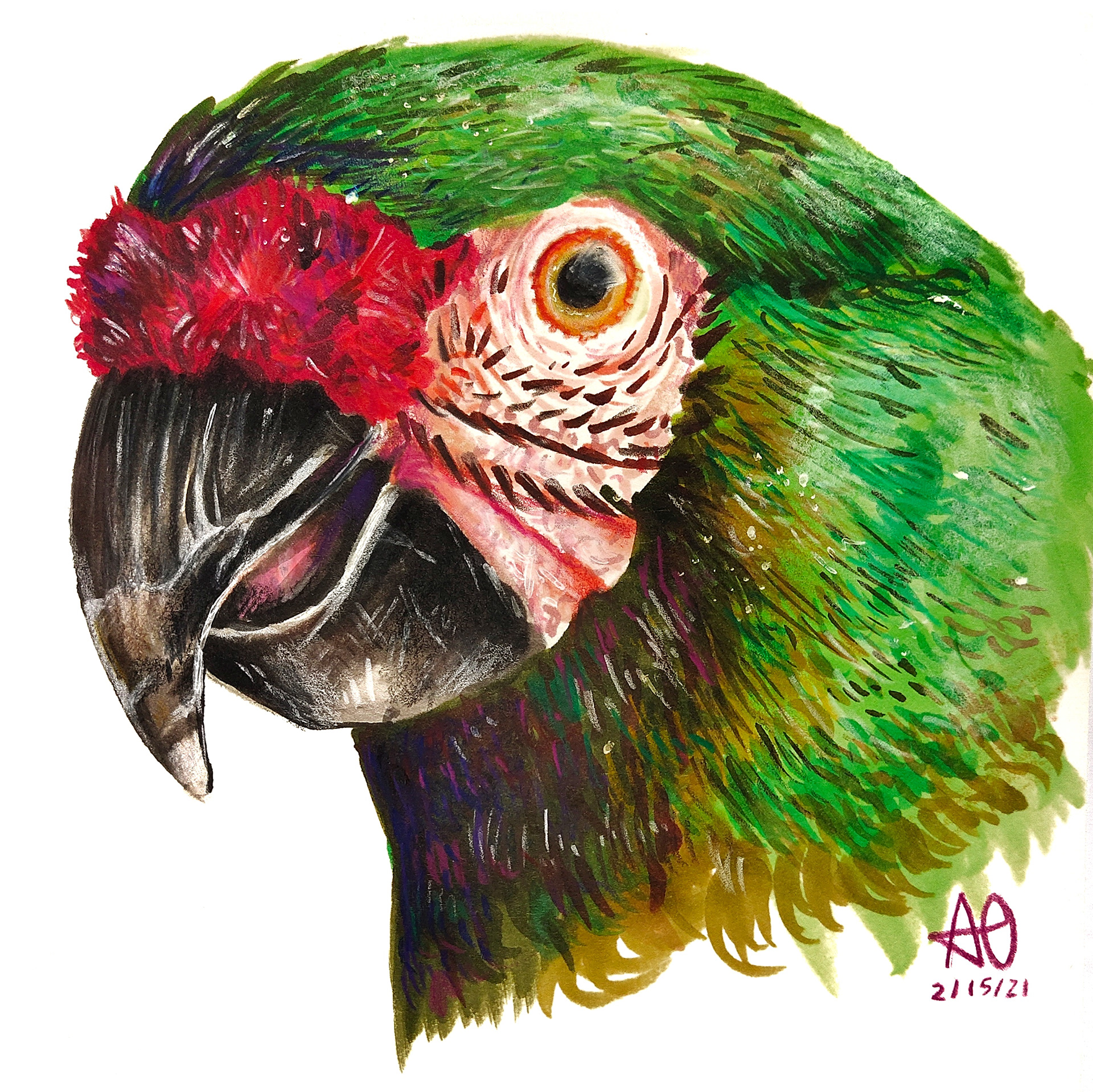 Parrot