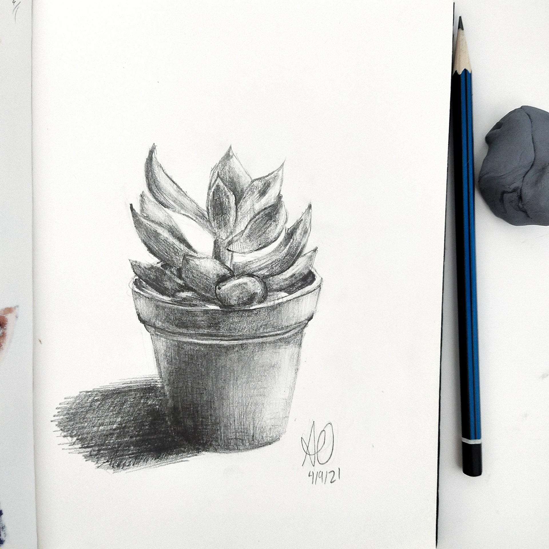 Succulent Plant Still Life