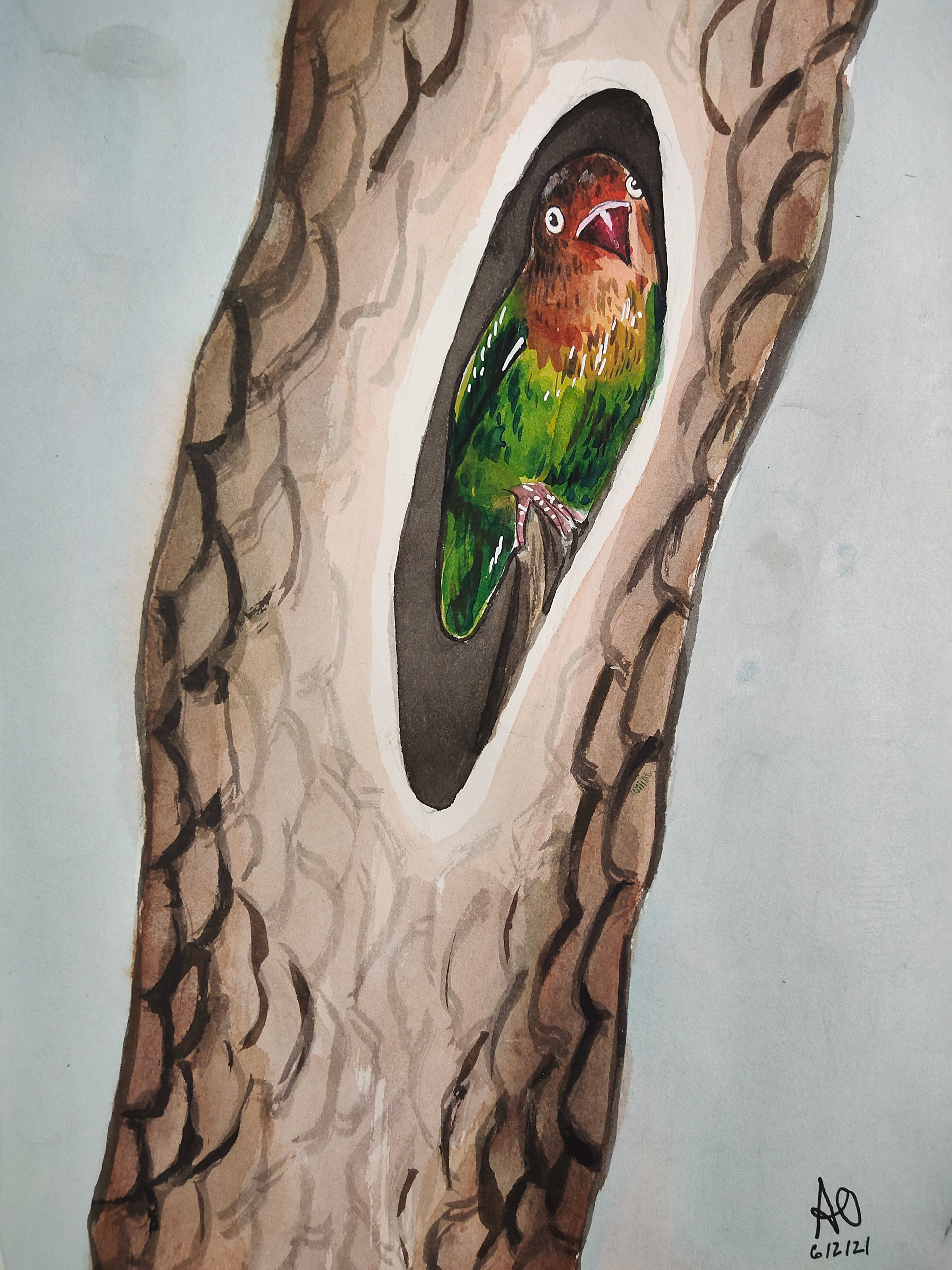 Lovebird in a den.