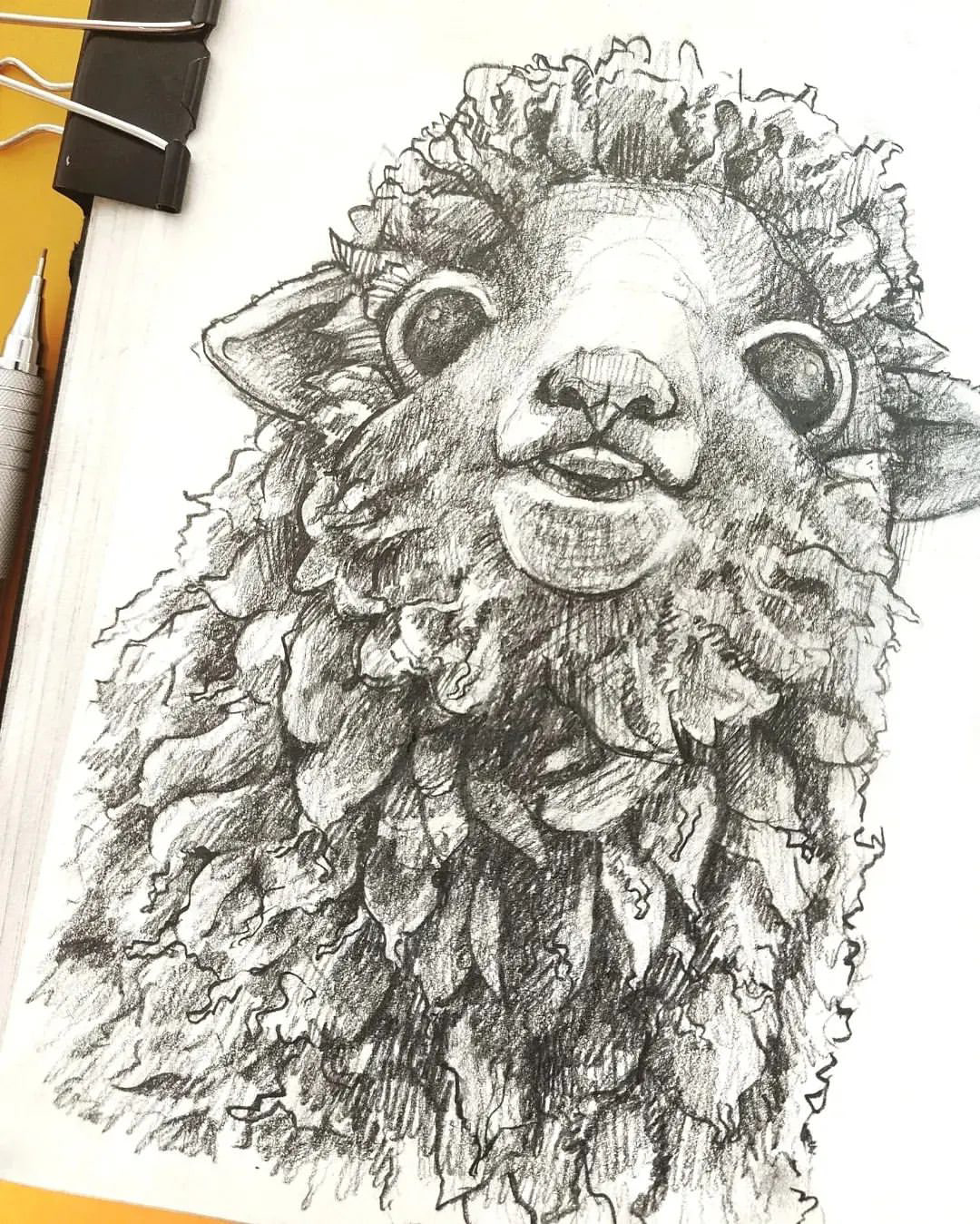 Sheep