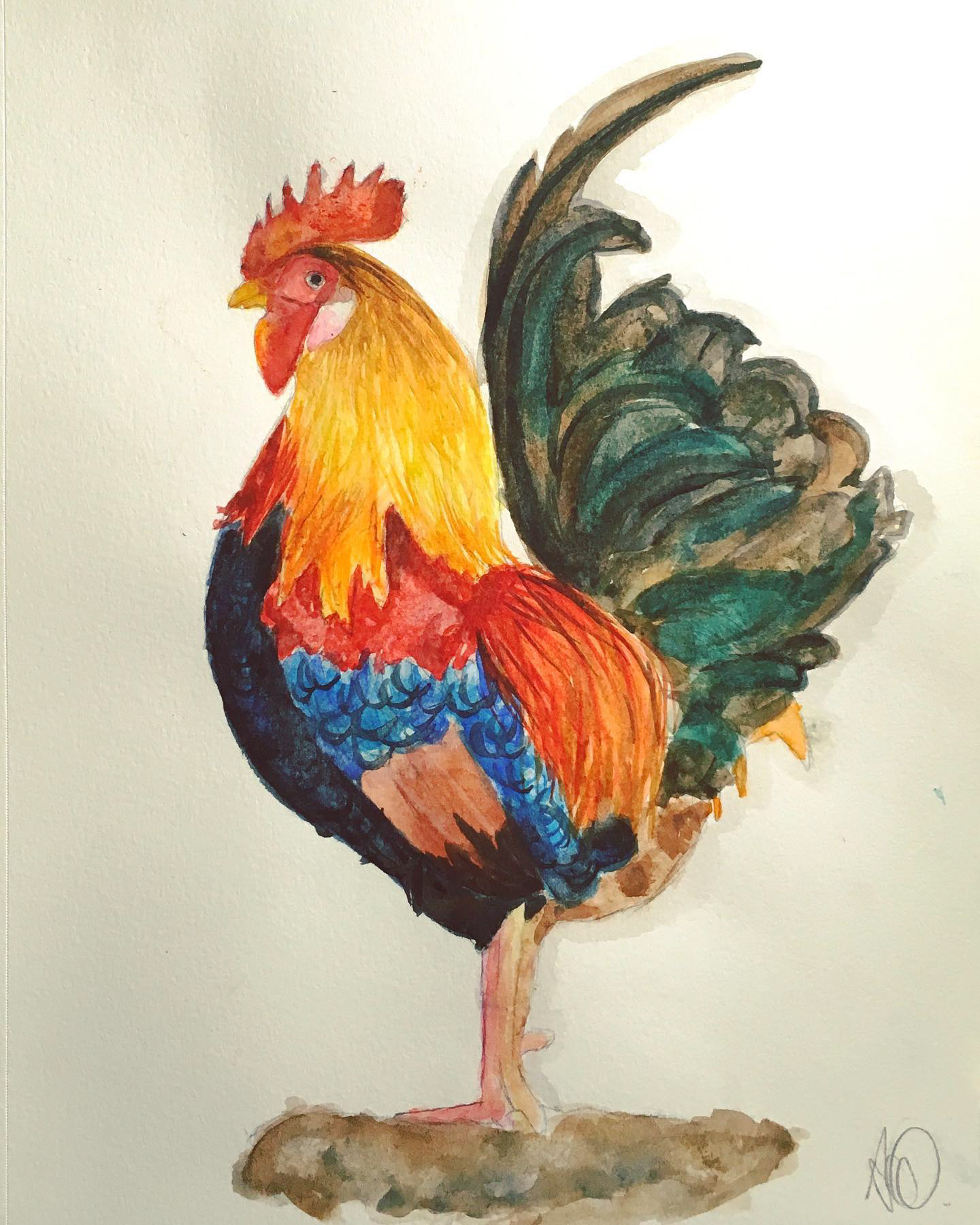 Rooster