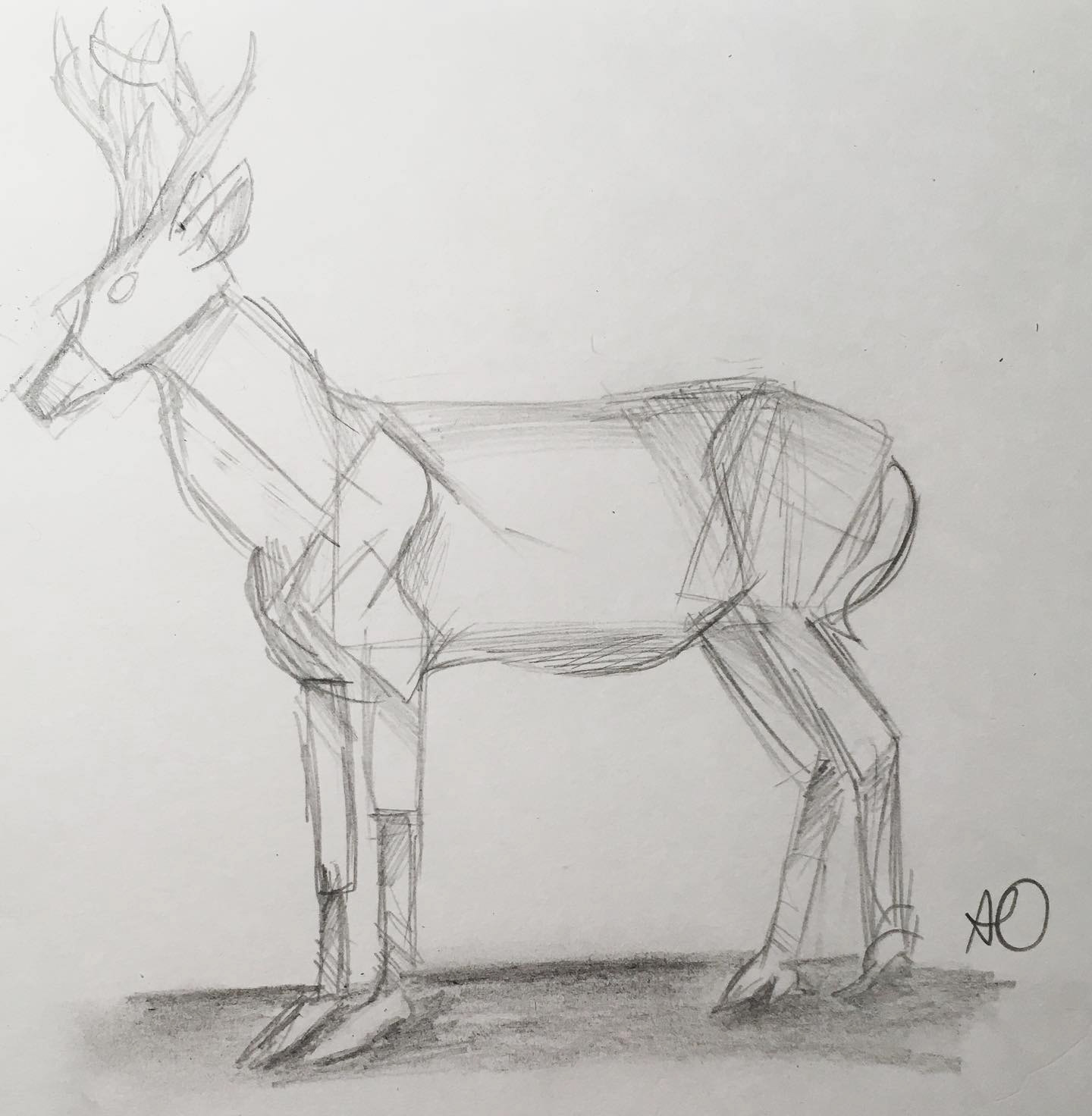 Deer
