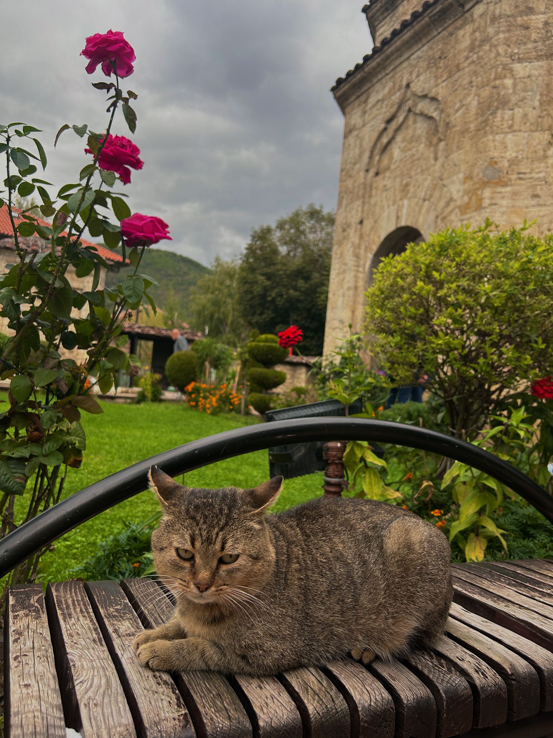 Colorful Mosque - Cat