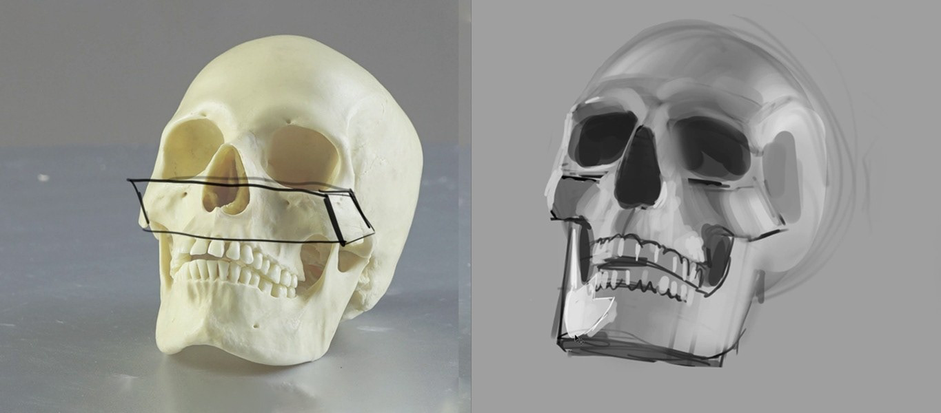 Building the Skull