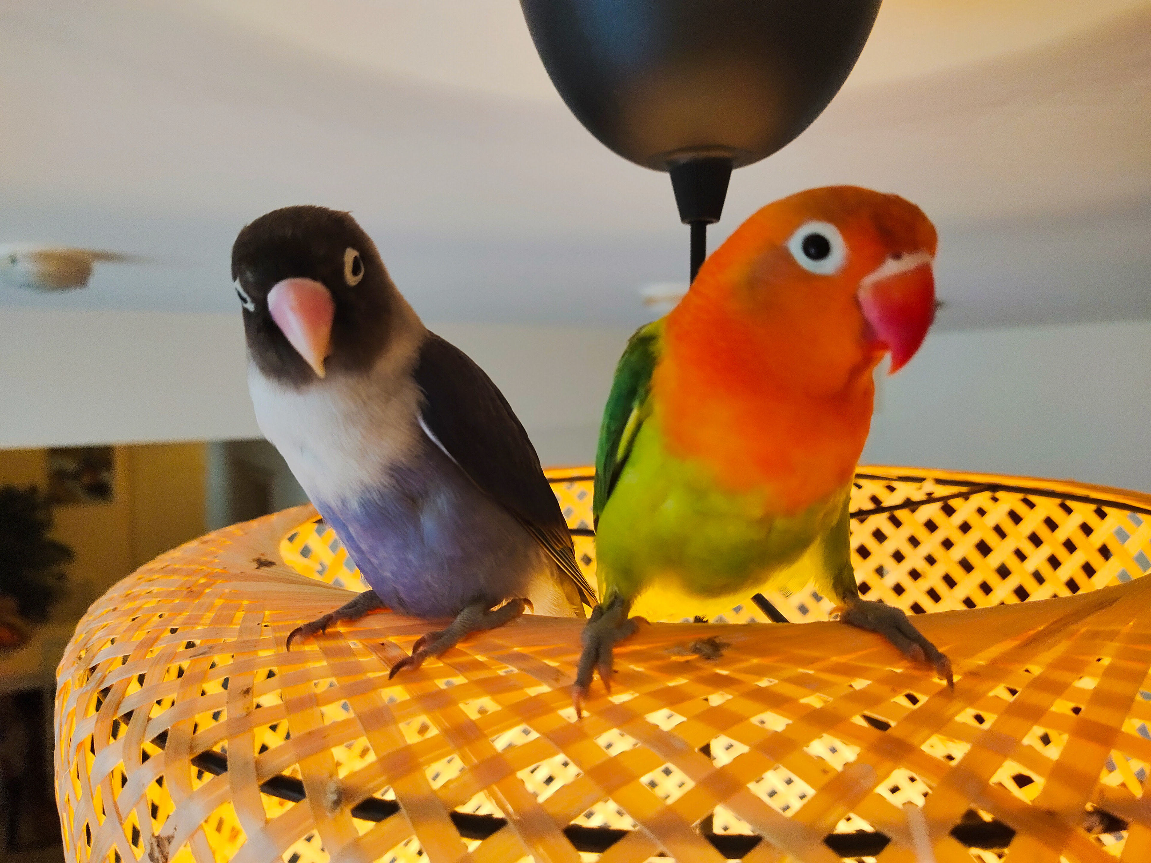 My Lovebirds: Berry & Mango