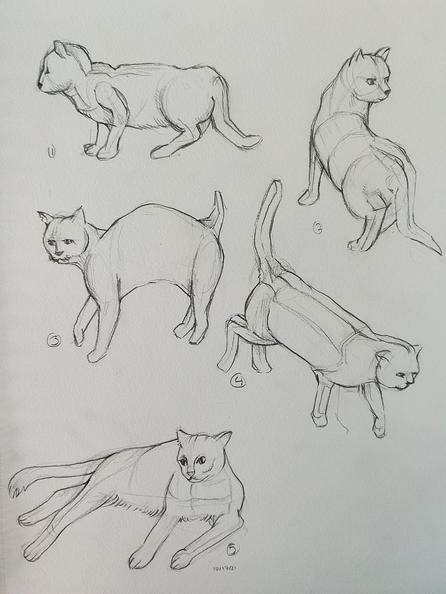 Animal Drawing - Cats by Anisa Ozalp