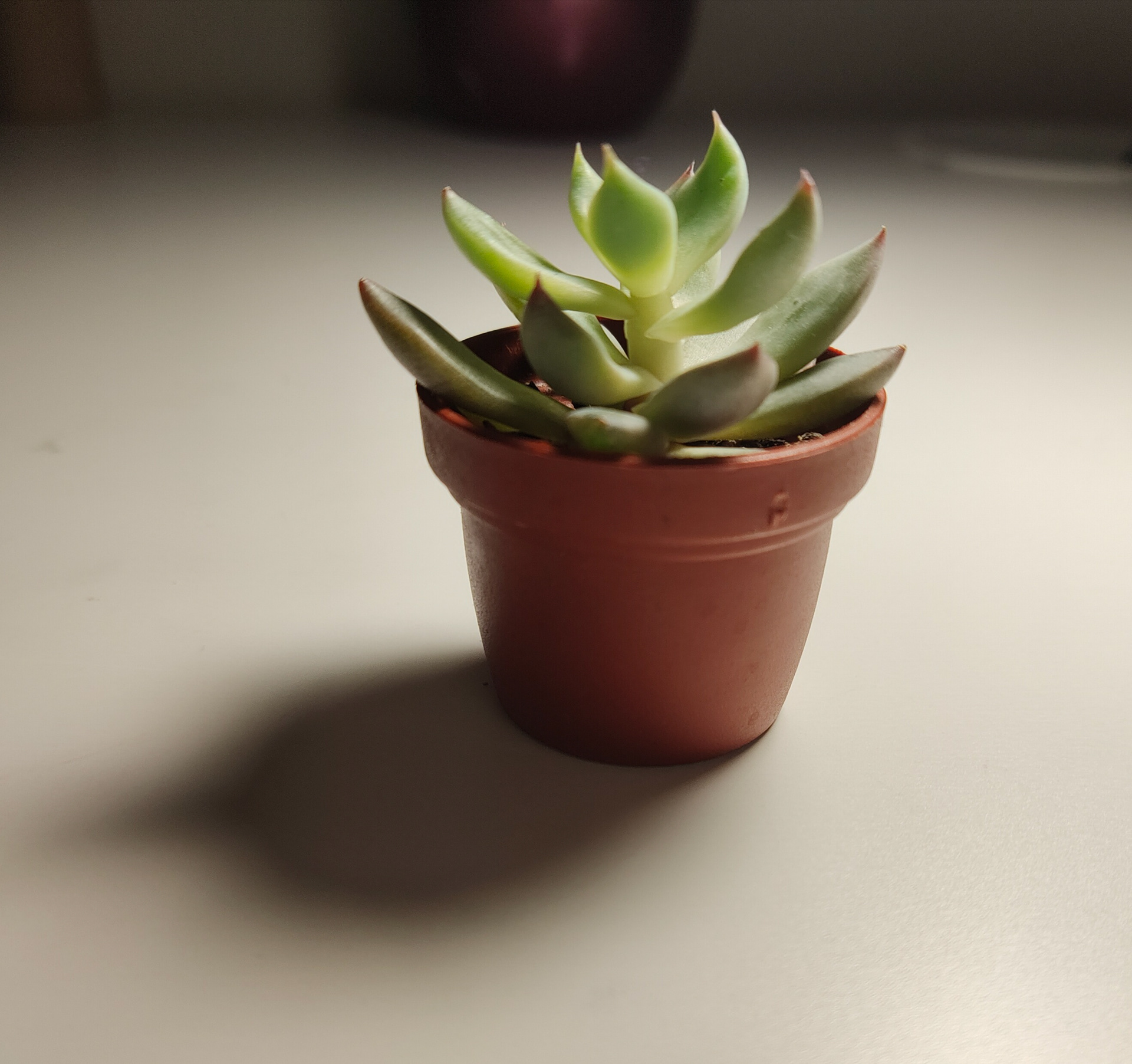 Succulent Plant Still Life