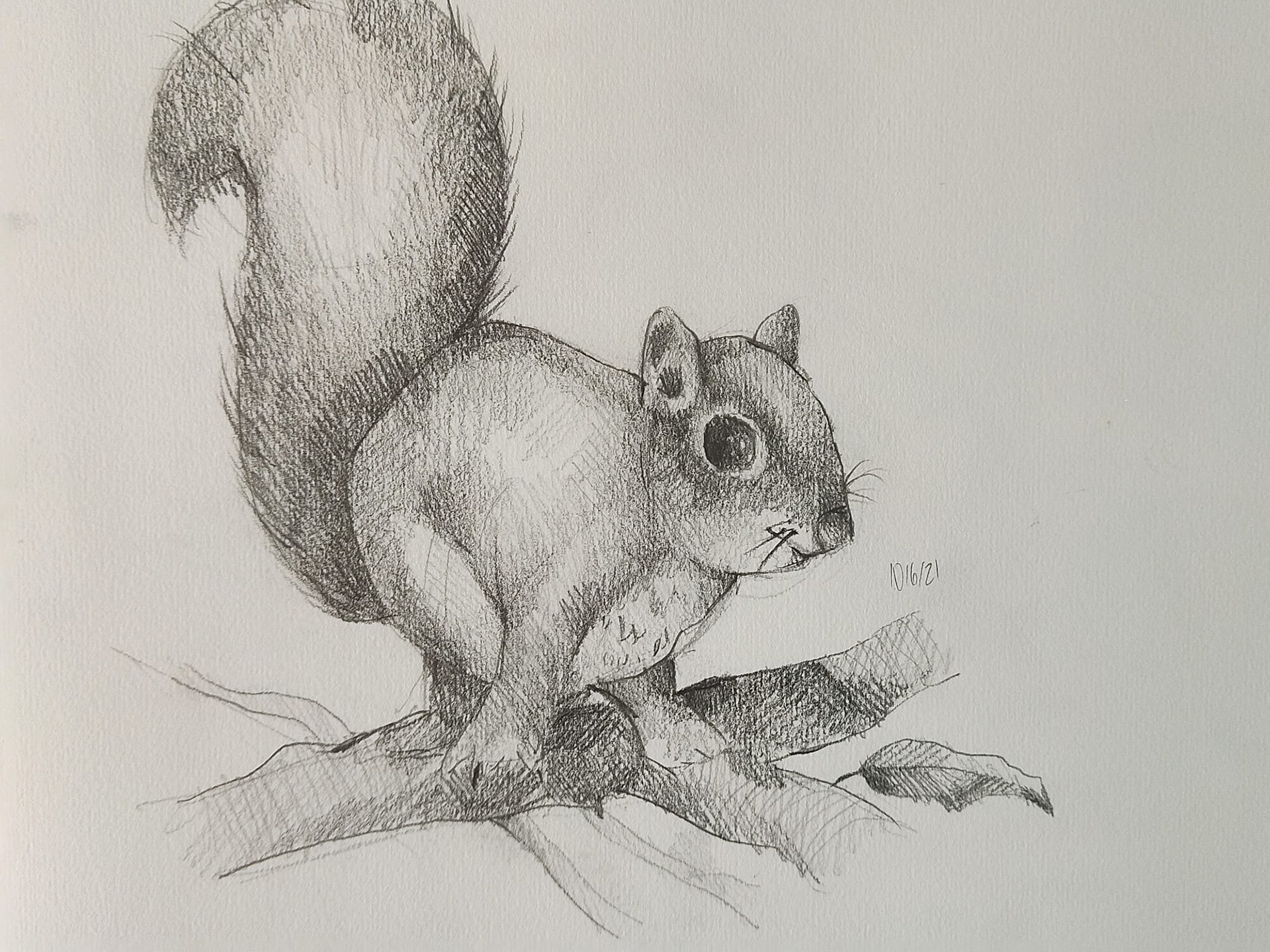 Animal Drawing by Anisa Ozalp