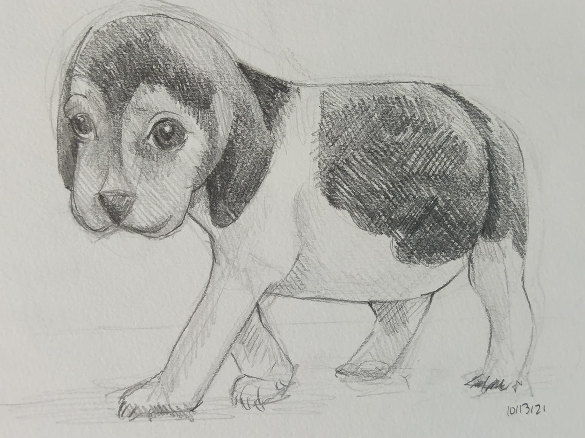 Animal Drawing - Dog by Anisa Ozalp