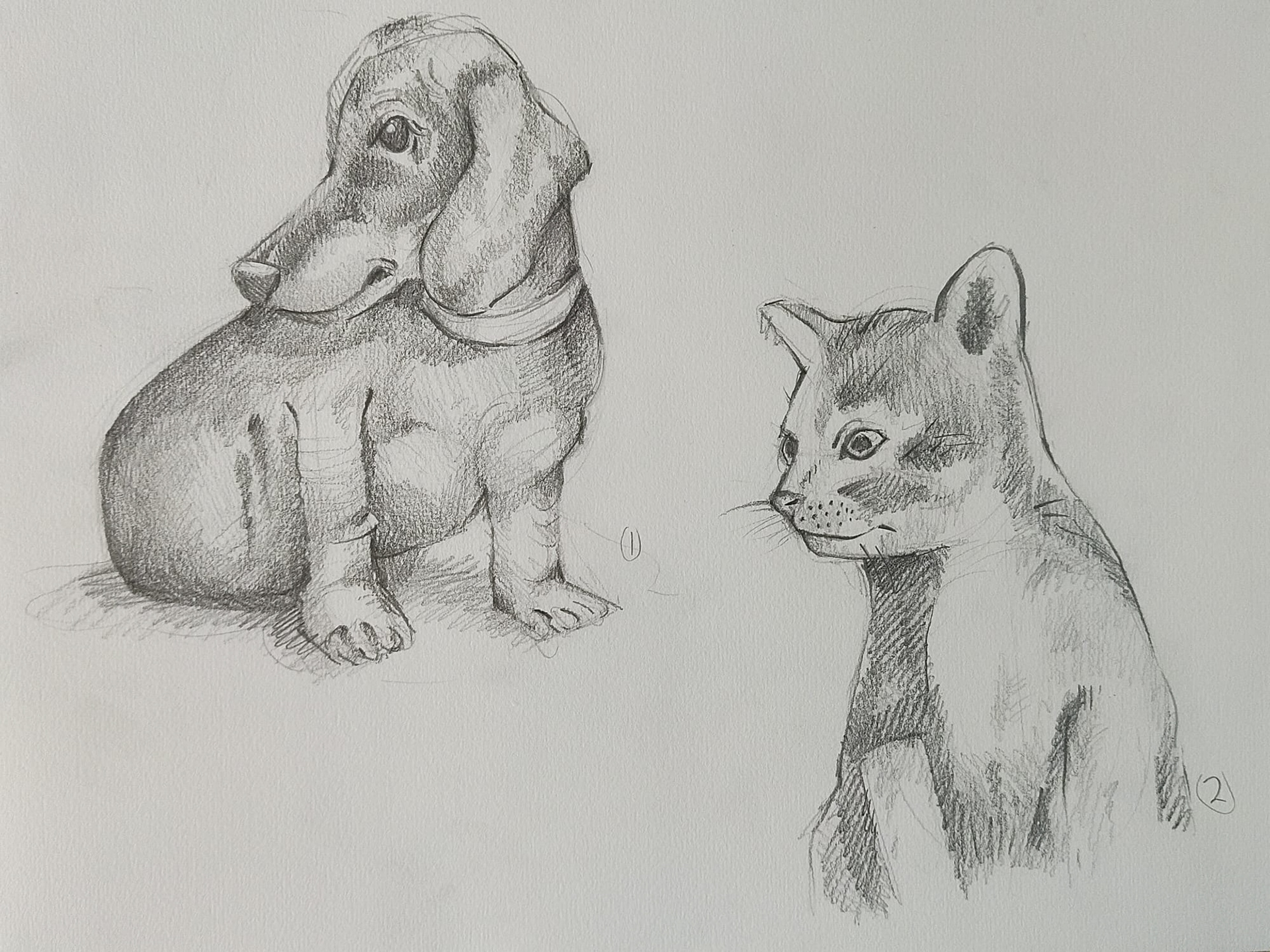 Animal Drawing by Anisa Ozalp