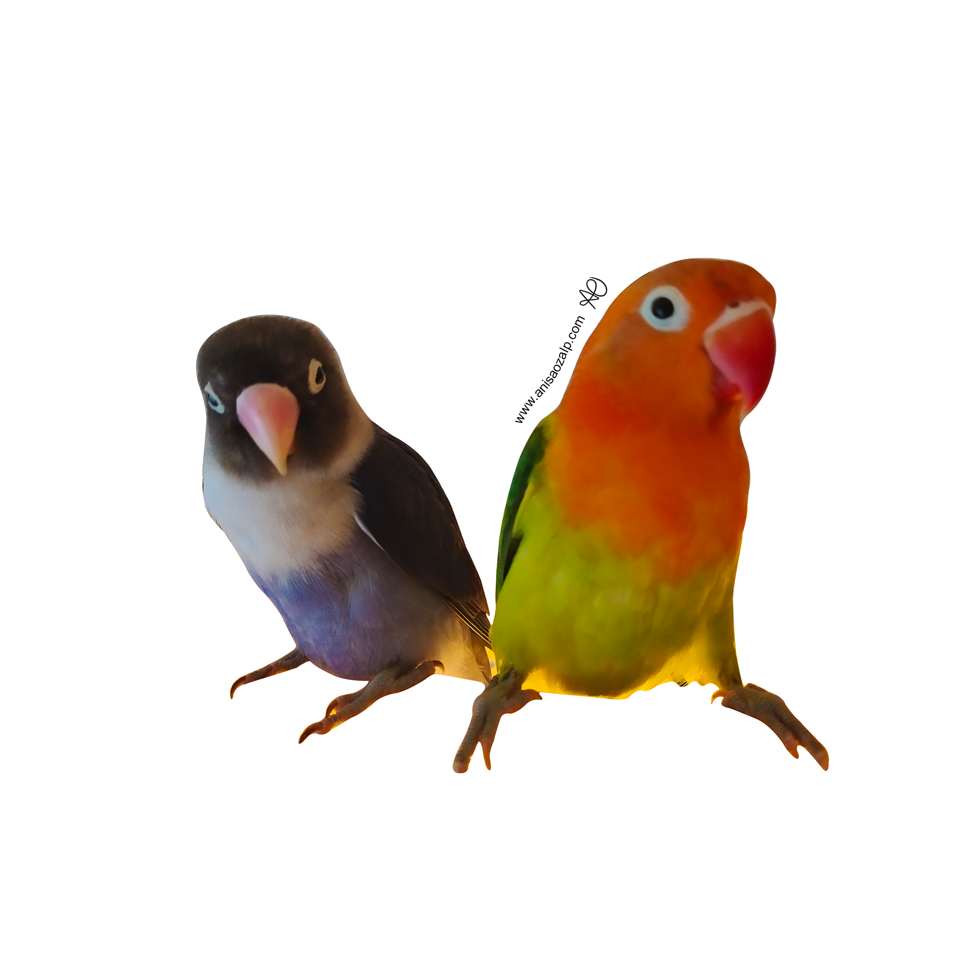 Lovebirds Sticker