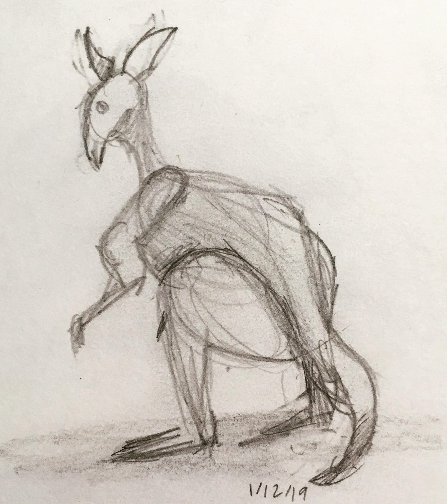 Kangaroo