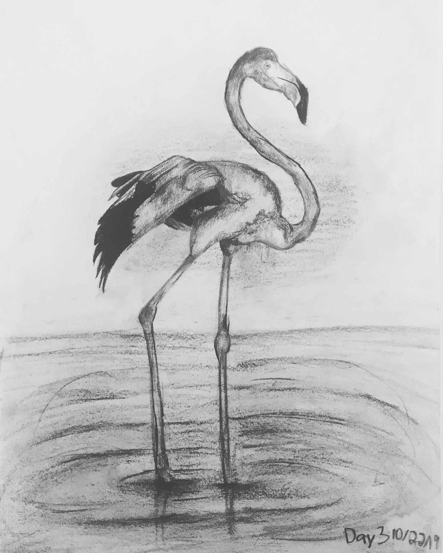 Flamingo