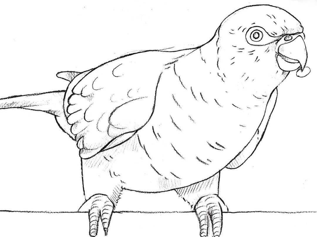 Bird Drawing by Anisa Ozalp