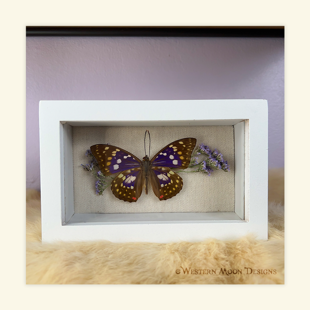 The Sasakia charonda, also known as the “Great Purple Emperor,” is a vibrant metallic butterfly. This butterfly is so beautiful and is also a combination of my favorite colors. This butterfly is mounted in a white shadow box accented with real hand-dried lavender.